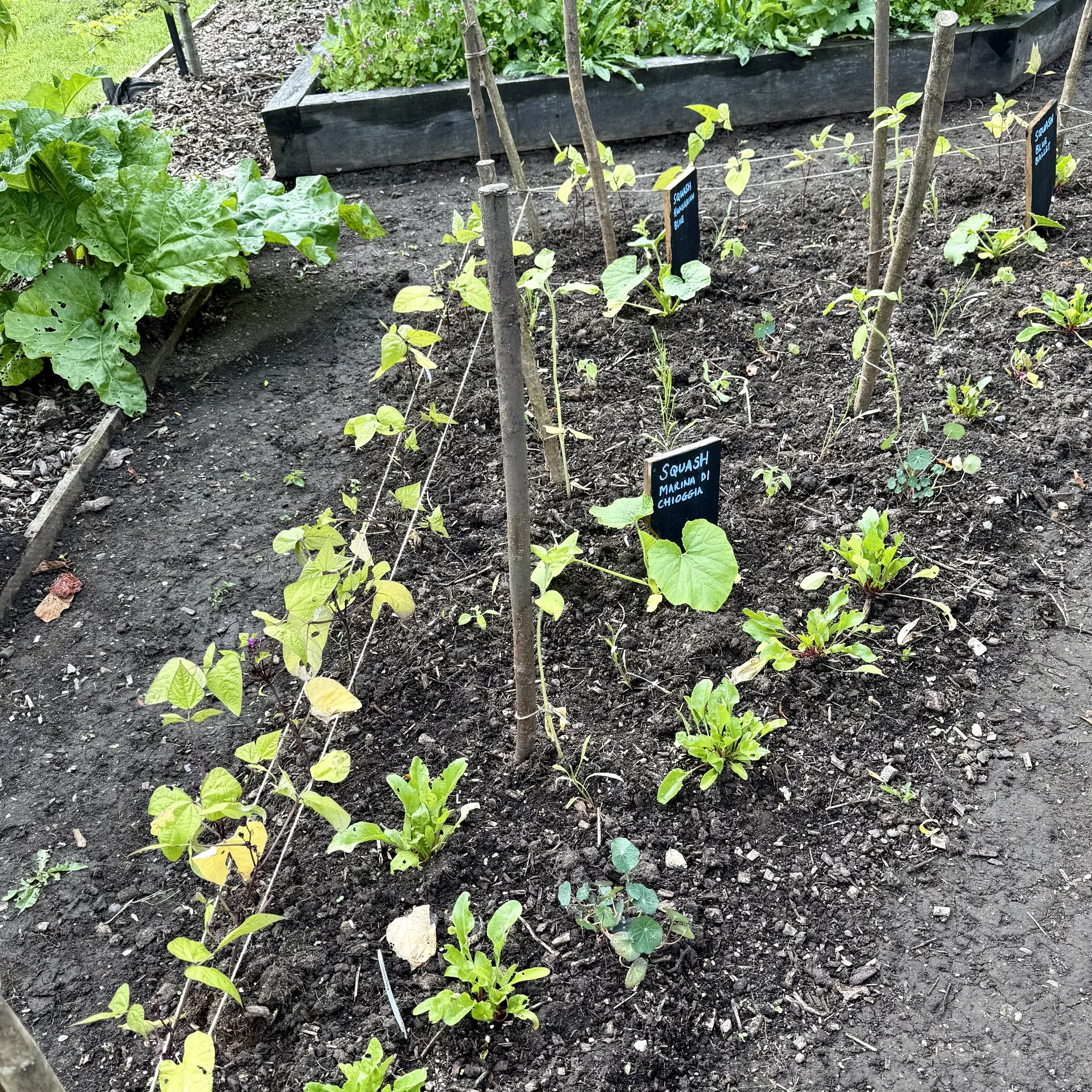 Triangular mixed vegetable bed Asterion and Co.jpeg