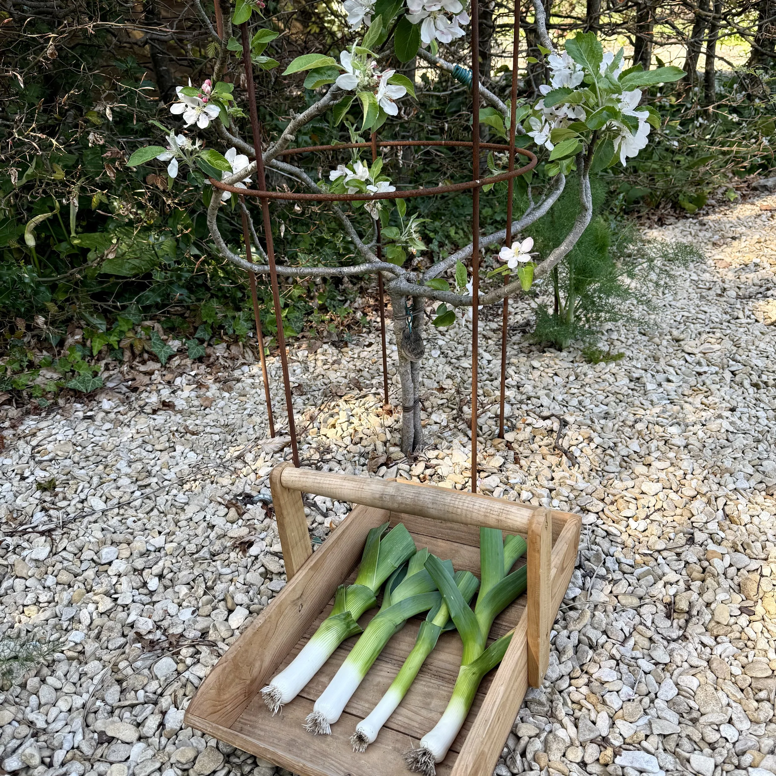 Cleaned leeks under apple blossom Asterion and Co.jpeg