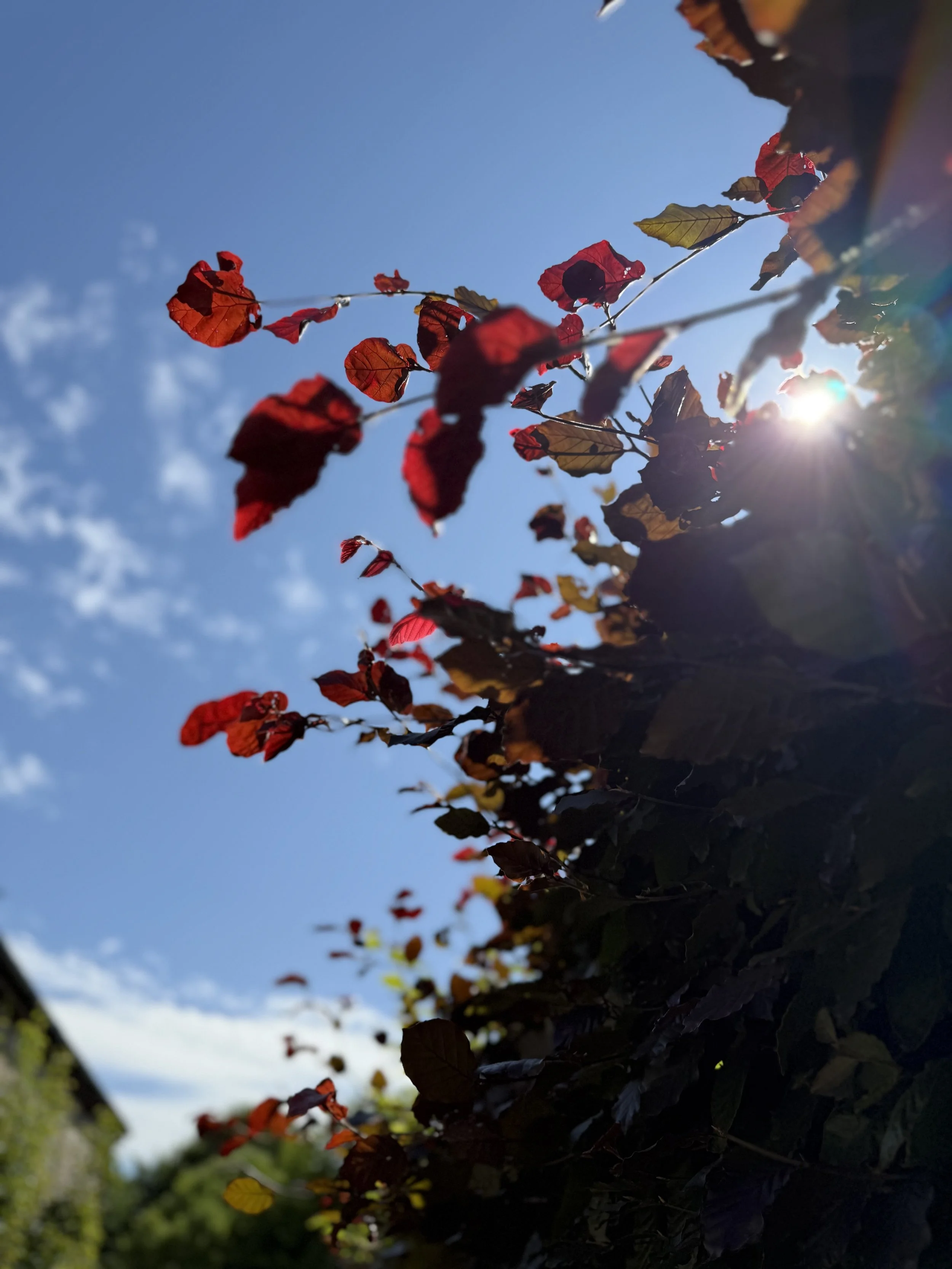 Close-up of red and brown leaves on a branch with a bright sun in the background against a clear blue sky.