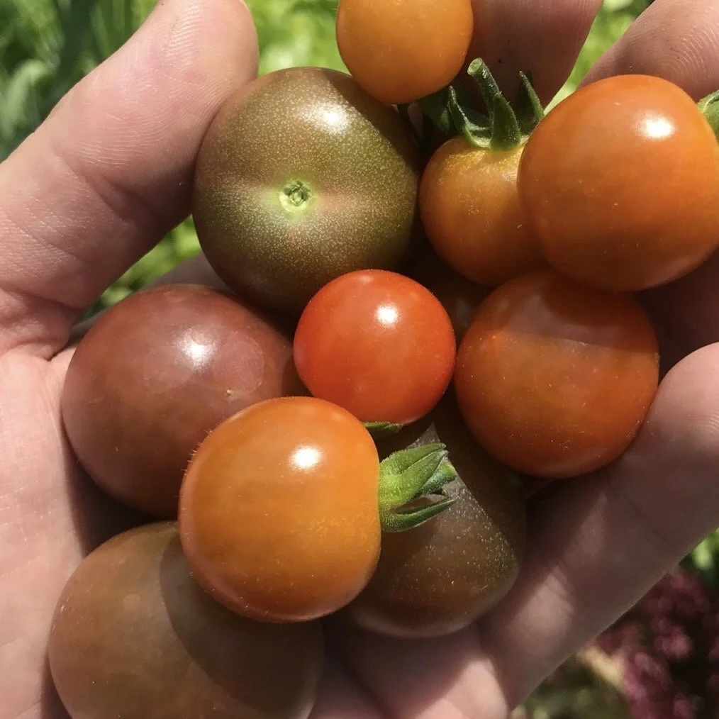 Tomatoes in hand Asterion and Co.jpeg