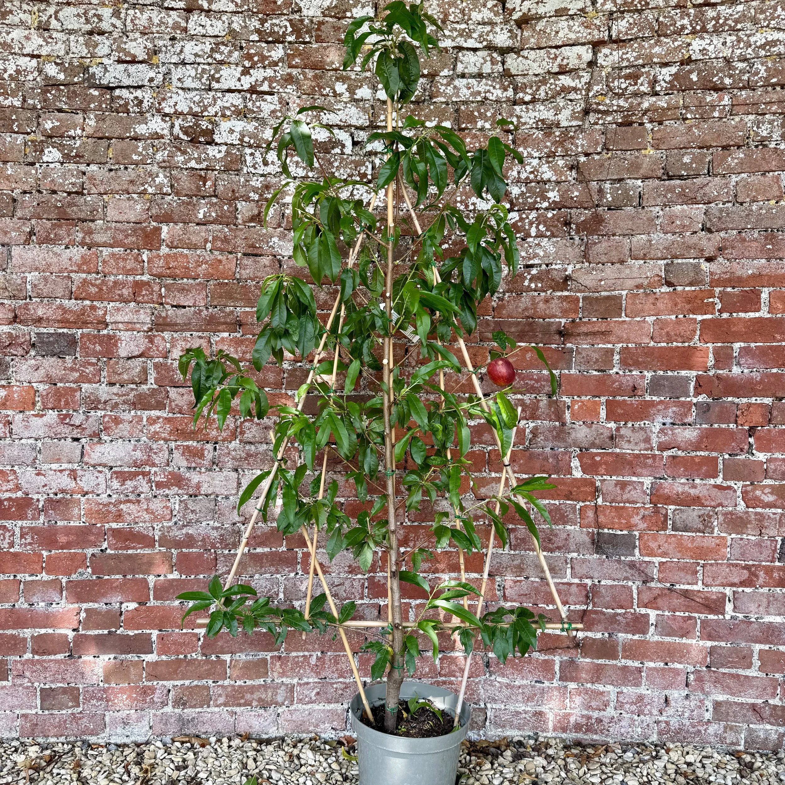 Pruned fan Asterion and Co.jpeg