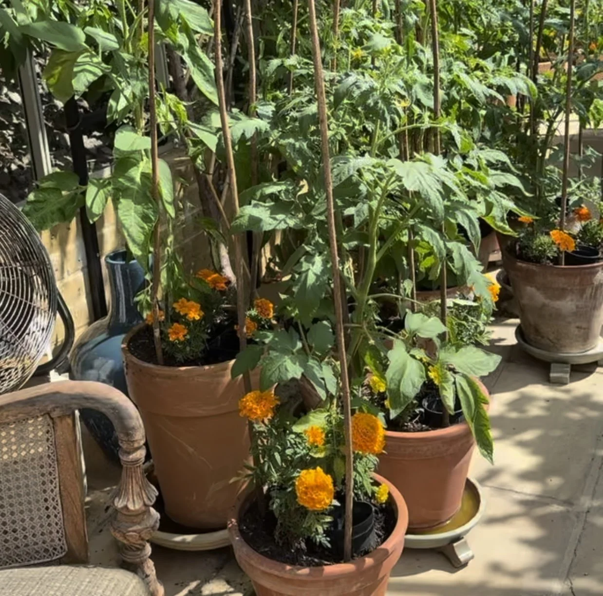Tomatoes and marigolds Asterion and Co.jpeg