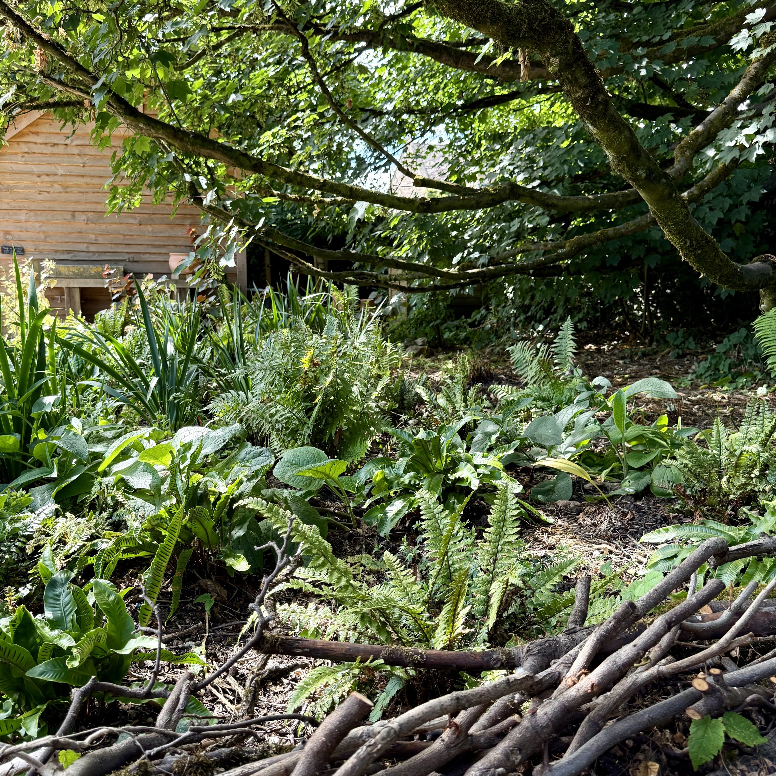 Native woodland planting by potting shed Asterion and Co.jpeg