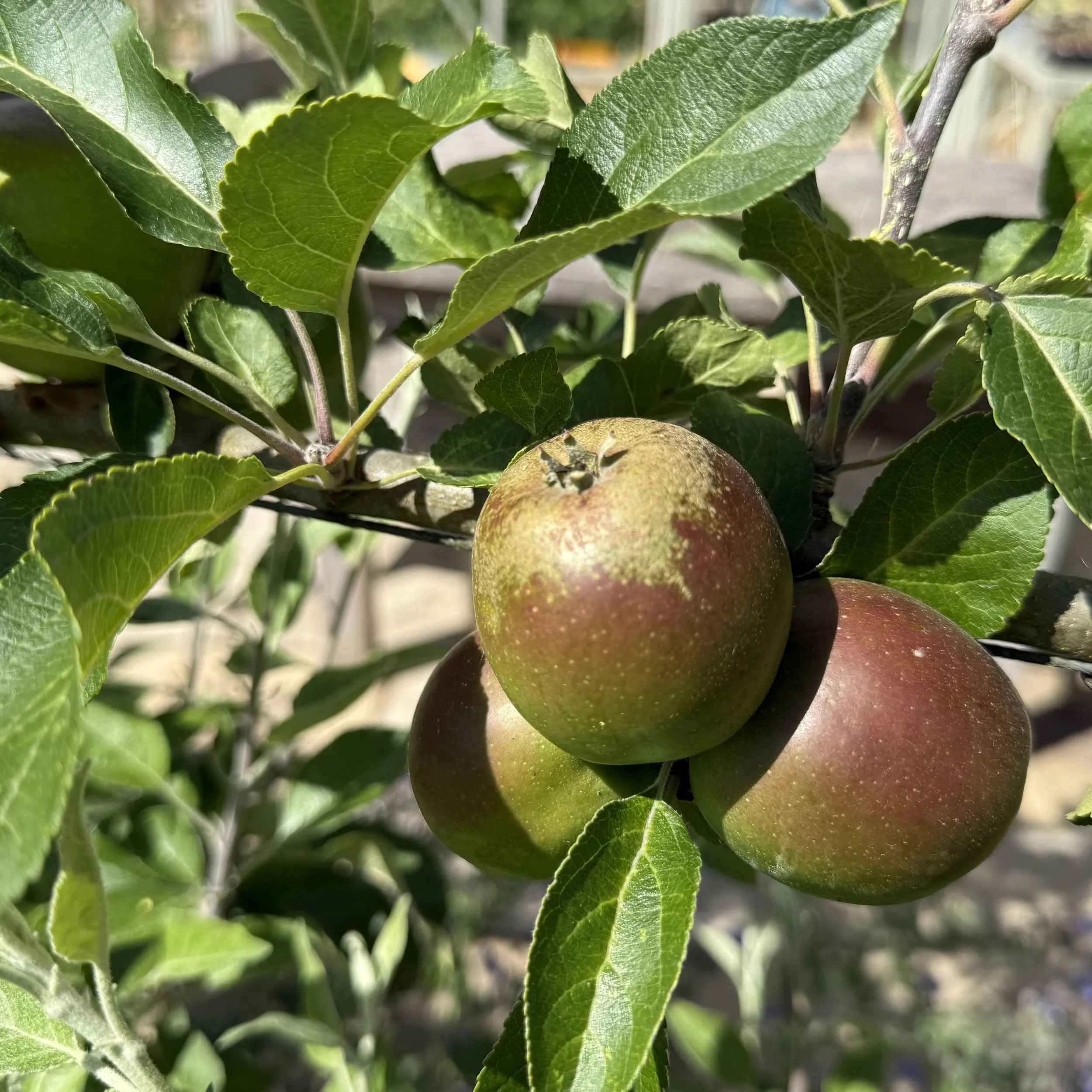 Apples on espalier Asterion and Co.jpeg