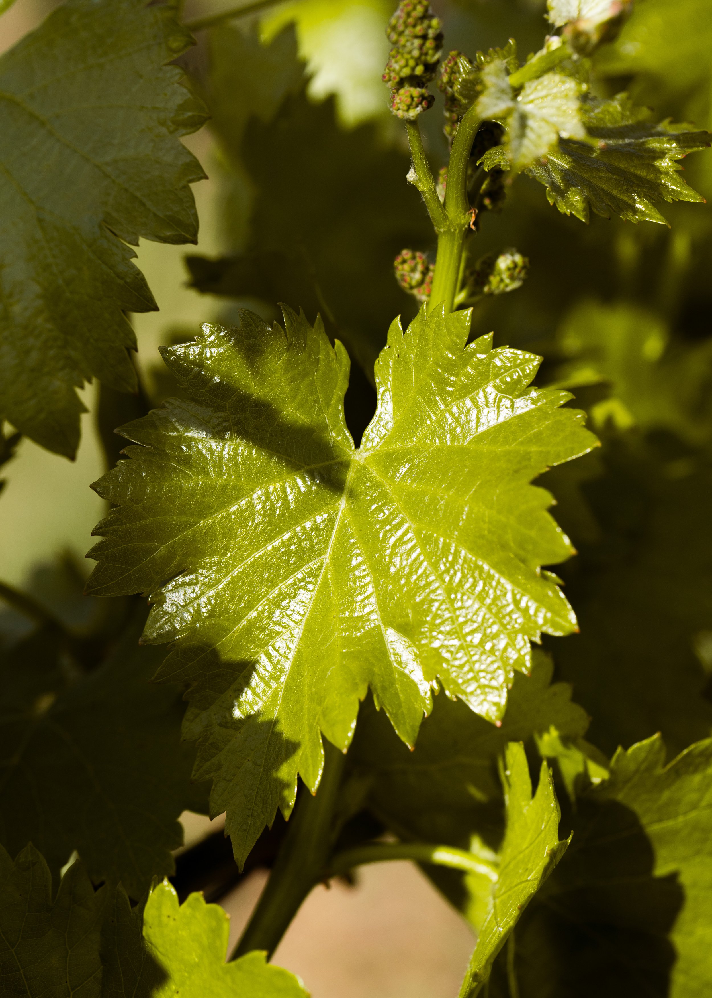 chateau roubine-session avril-pauline de sars-022.jpg