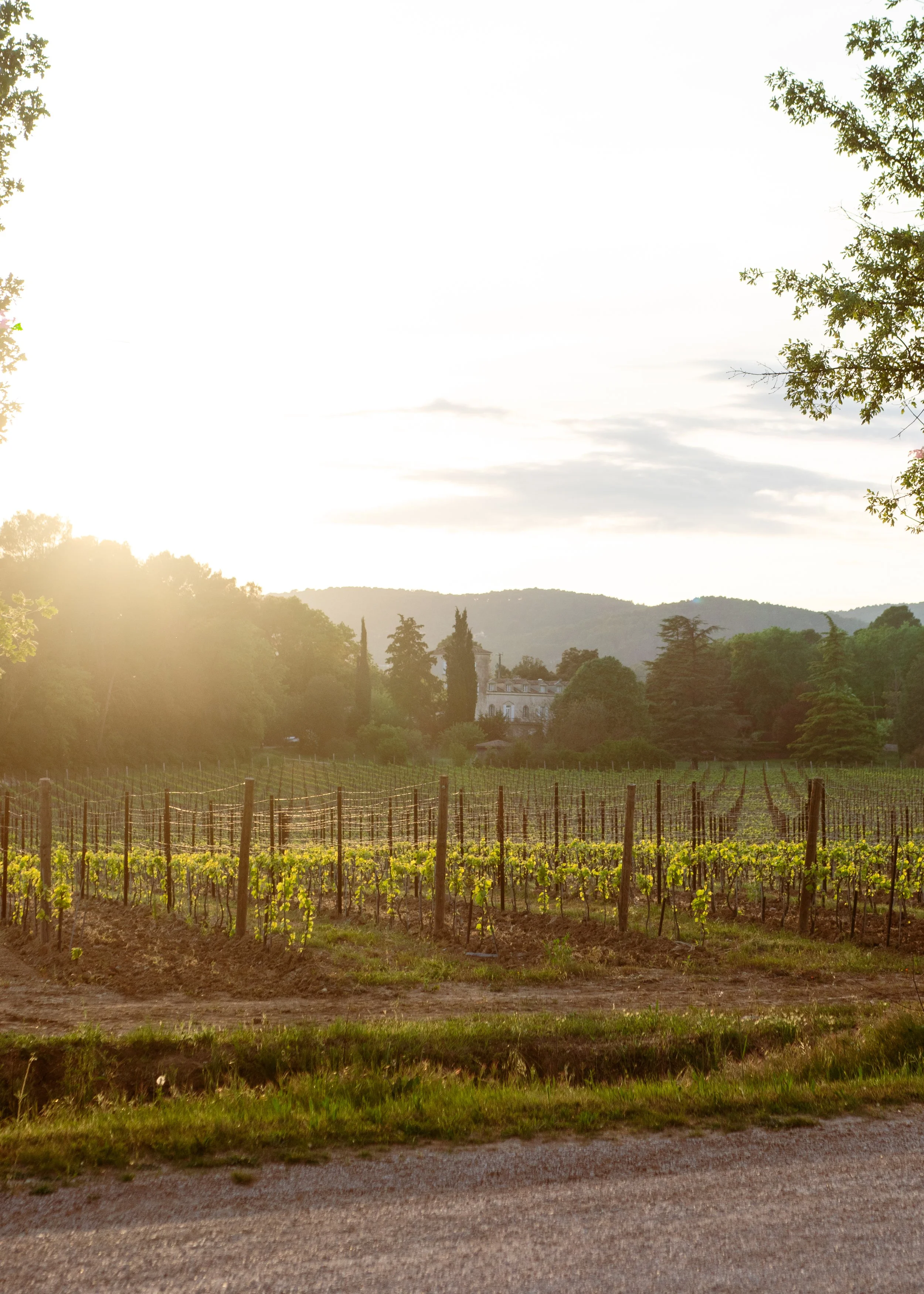 ©Pauline de Sars-Château Roubine-V2-121.jpg