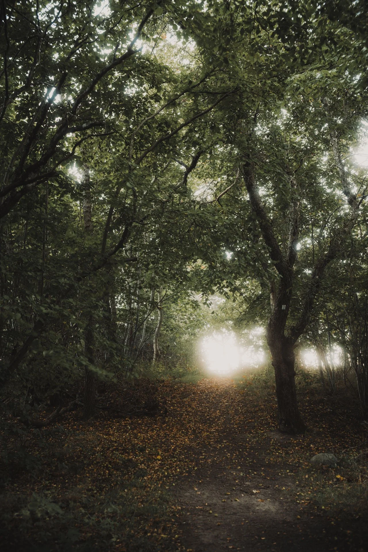En skogsstig omgiven av gröna träd med solljus som strålar genom löven