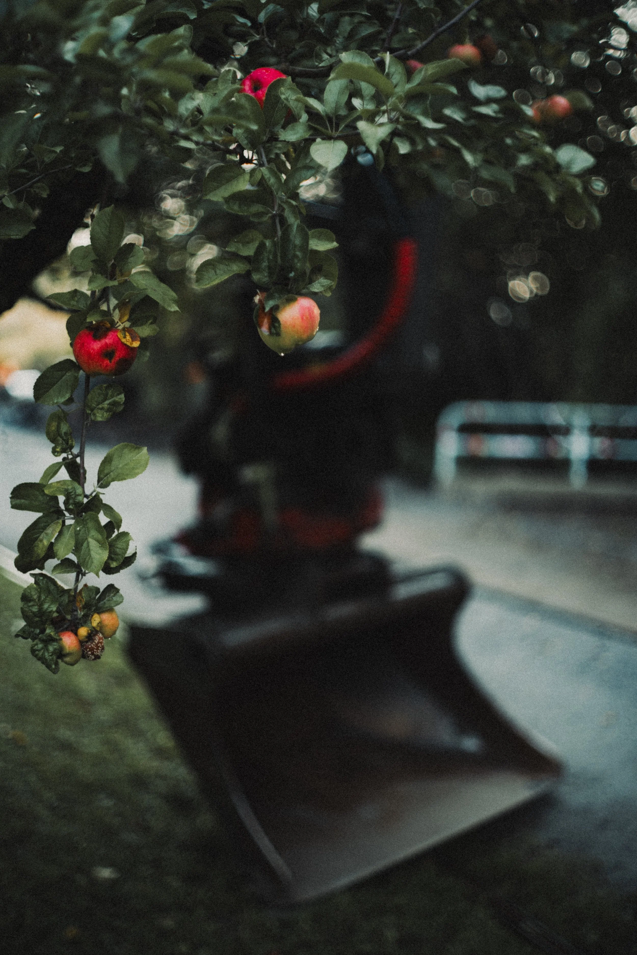 Ett träd med röda och gröna äpplen, delvis i fokus, med en grävskopa i bakgrunden.