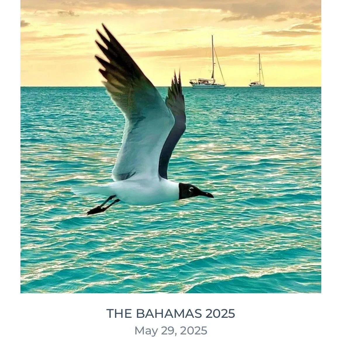 The story of our grand finale voyage aboard Novella had been posted to our website! Check it out at www.lifeonorigami.com/stories/the-bahamas-2025

Please note that the Sailing Novella website will expire soon. All of the content has been moved to ou