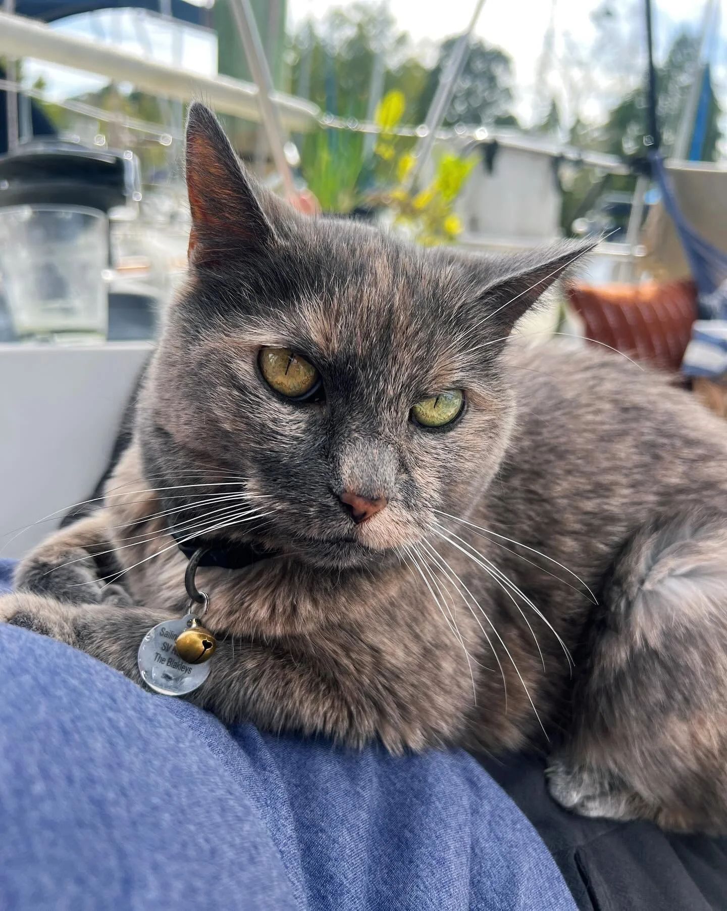 cutie clingy kitty 🩹 #togetherforever