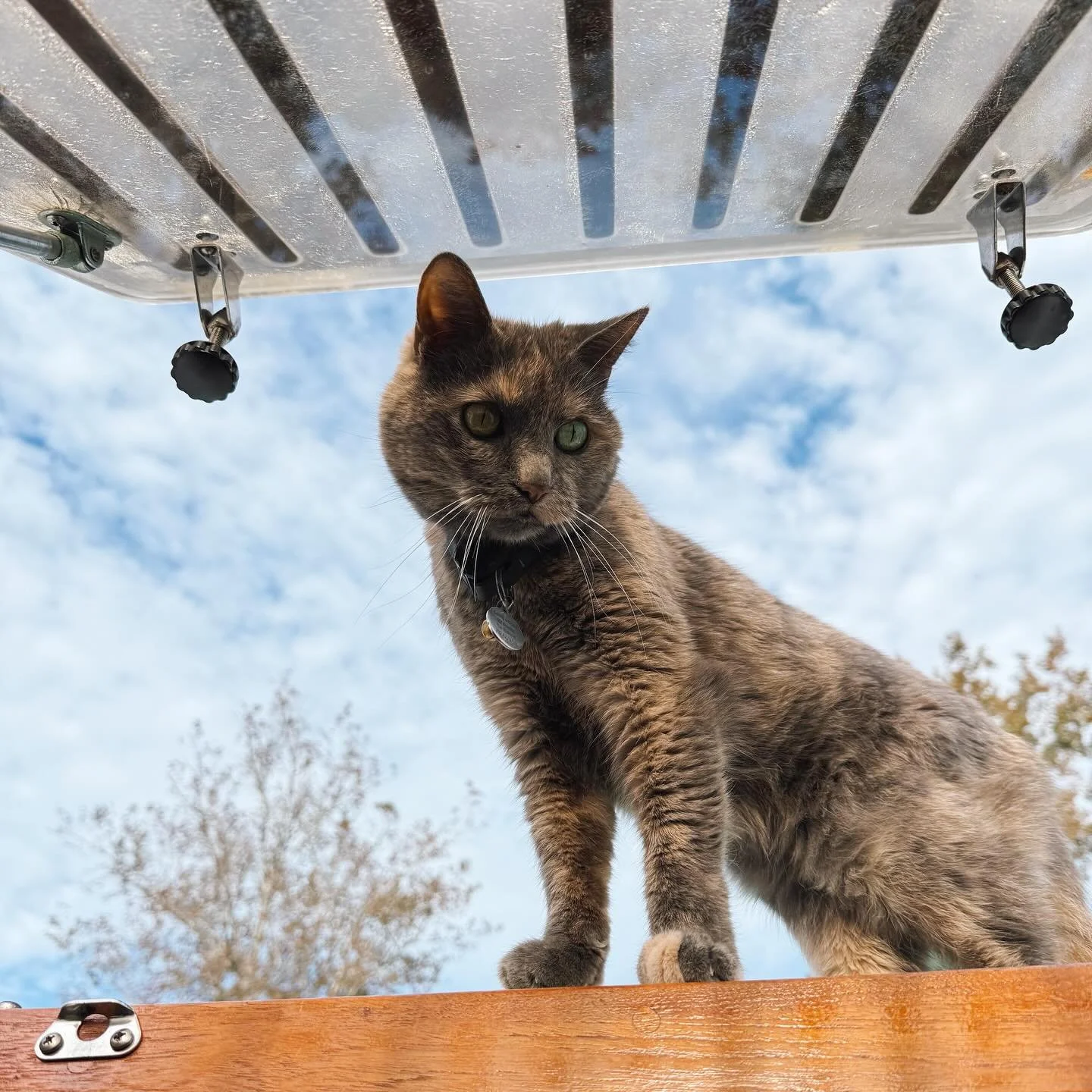 loves a good vantage point 👀 #notafraidofheights