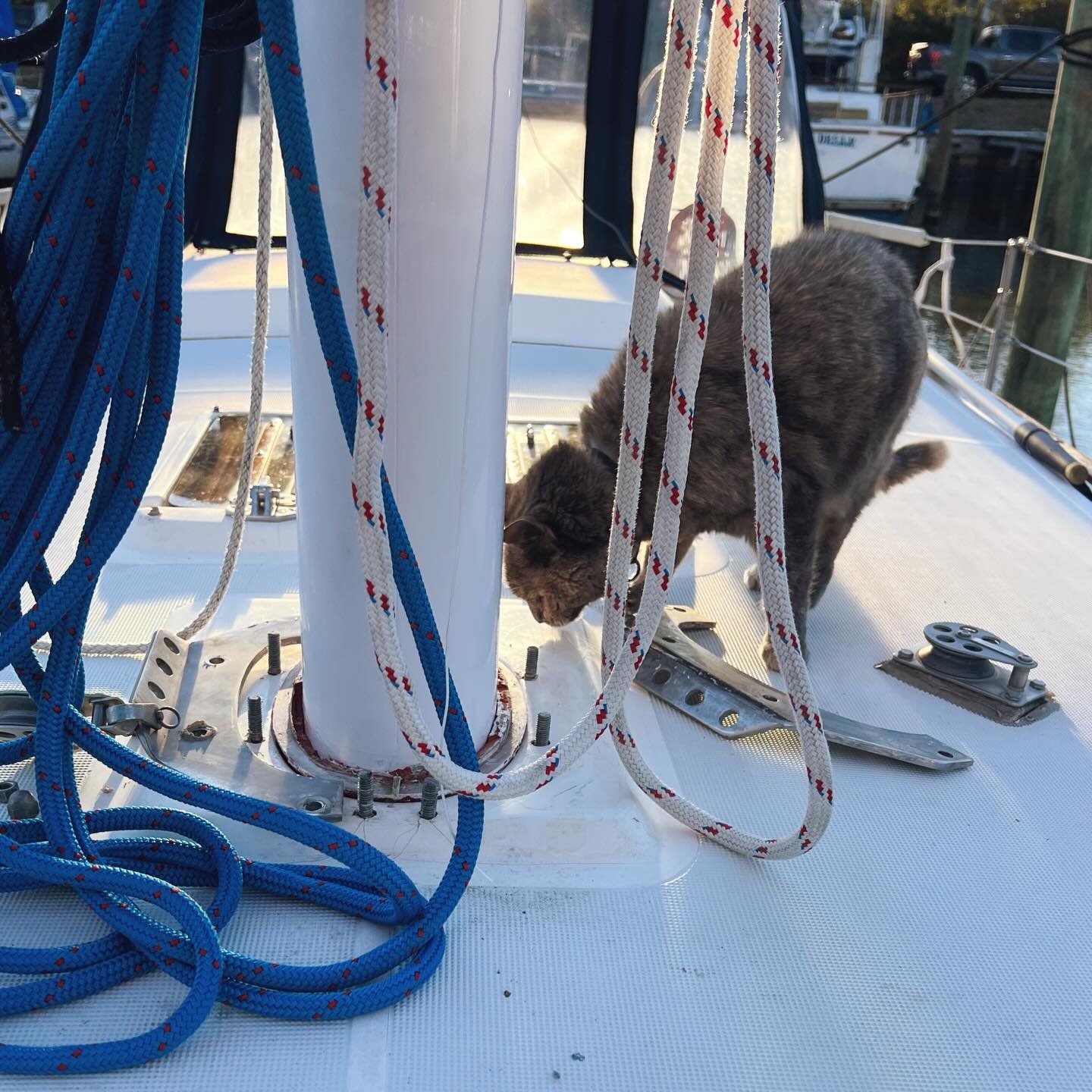 project inspector 🔎 #kittenapproved