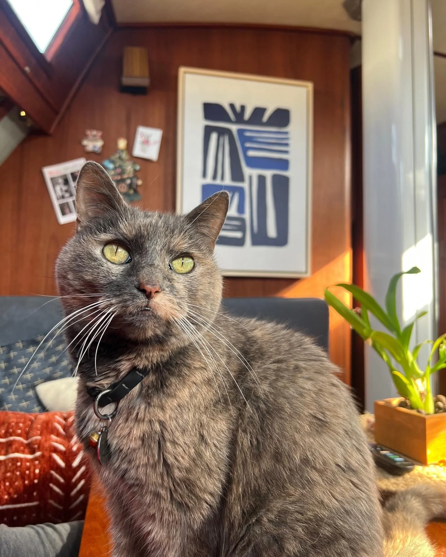 meowy christmas 🎄 #christmastimeishere