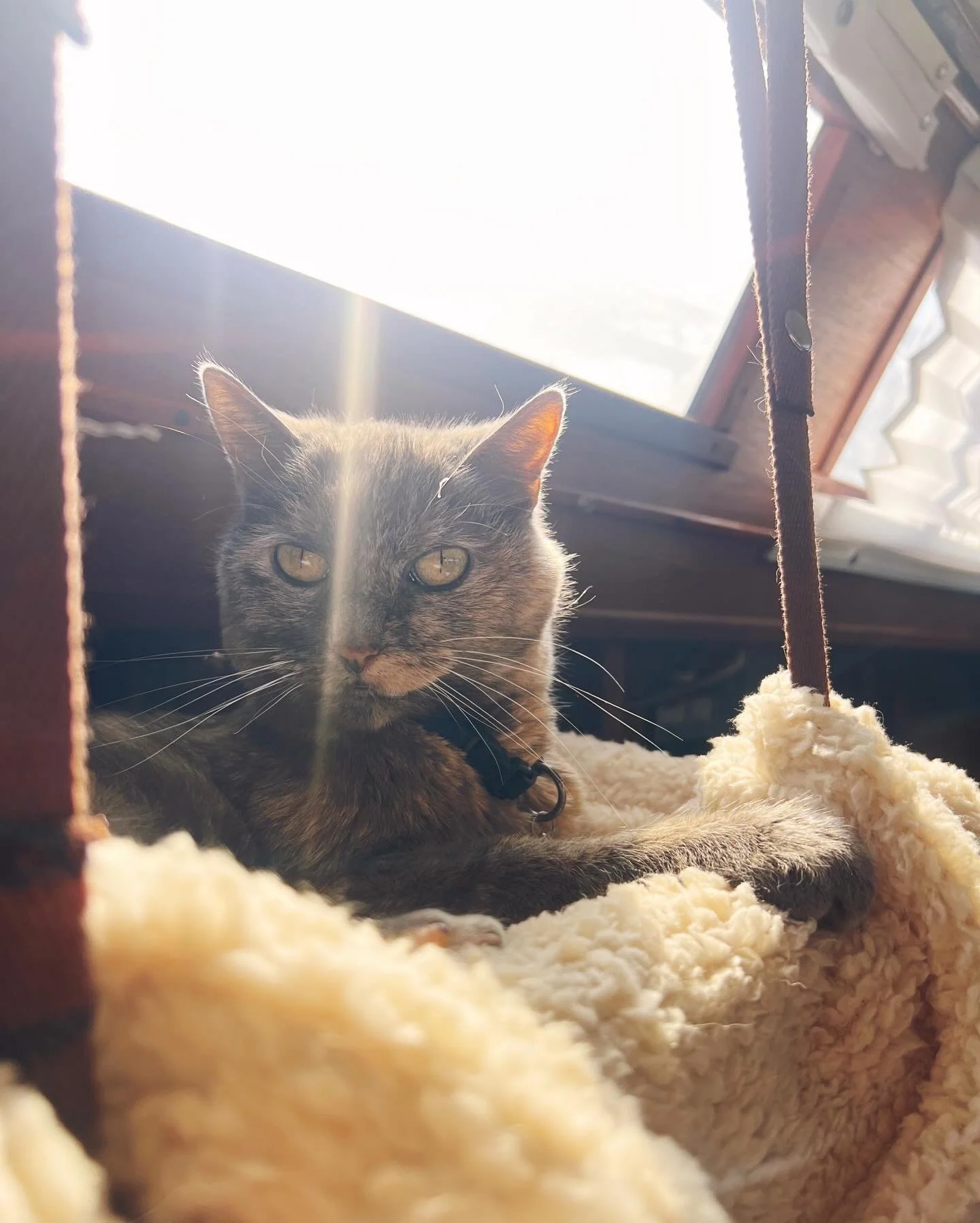 basking in the warmth ☀️ #goddessofthesun