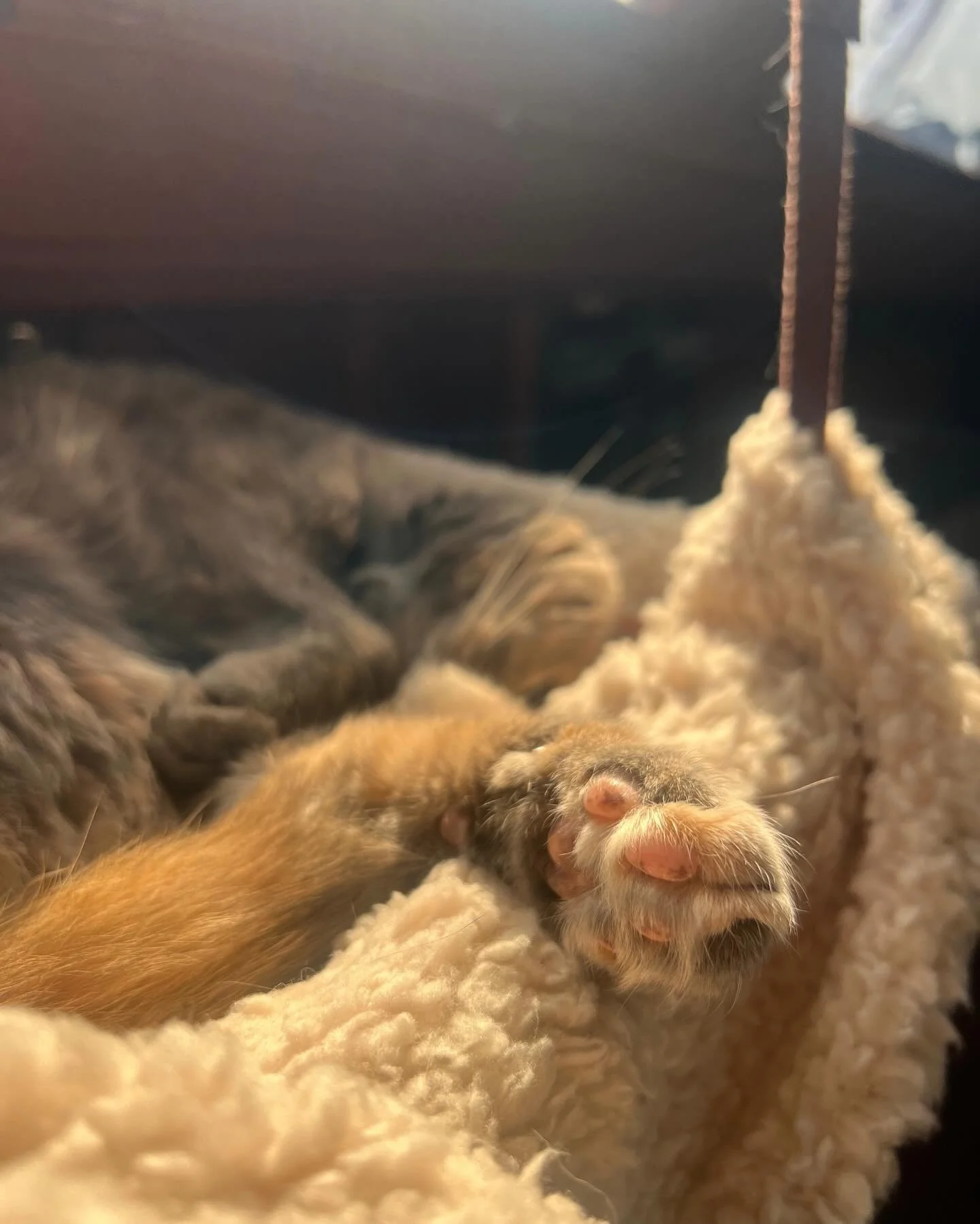 sunny beans ☀️ #hammocklife