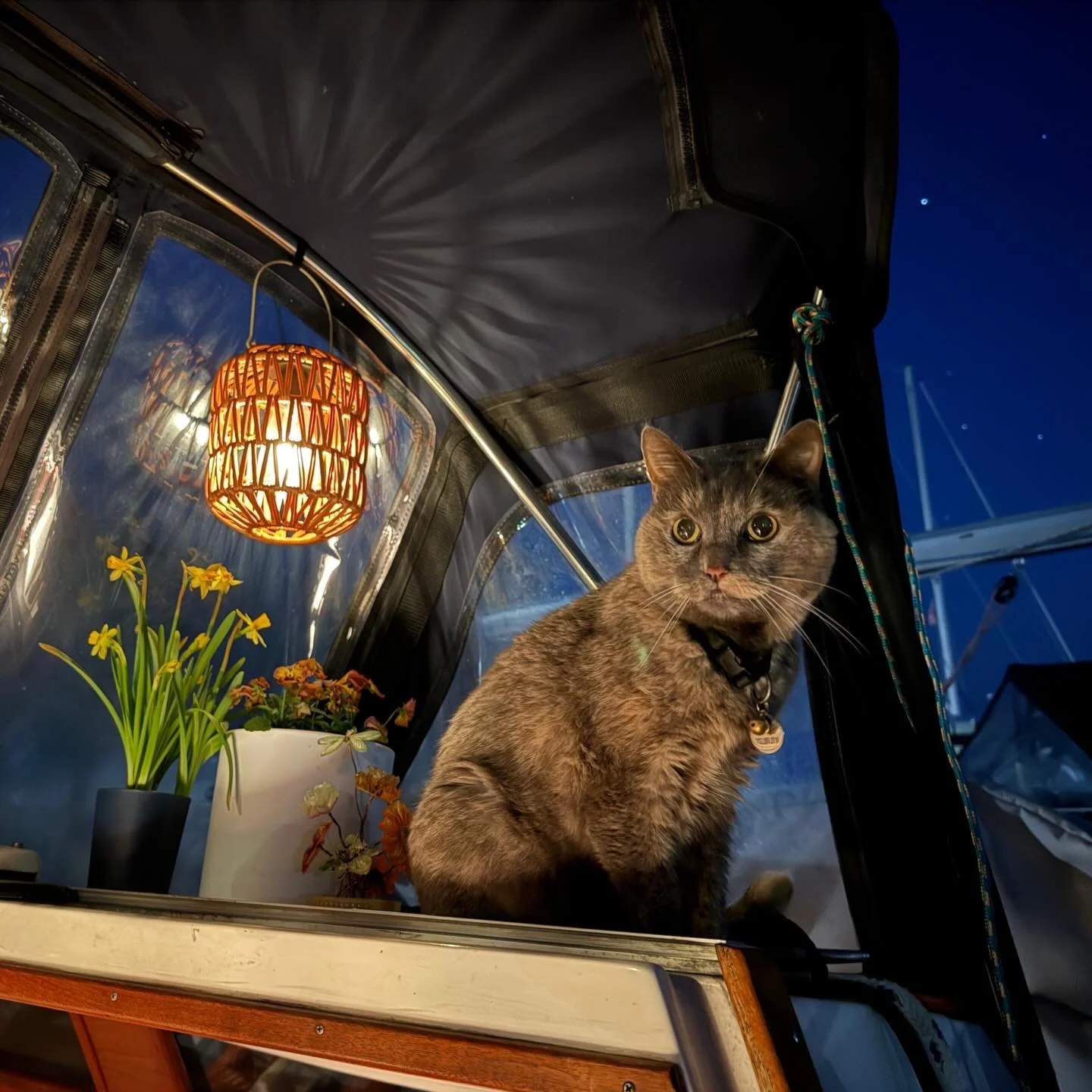 spring fever 🌼 #nightlife