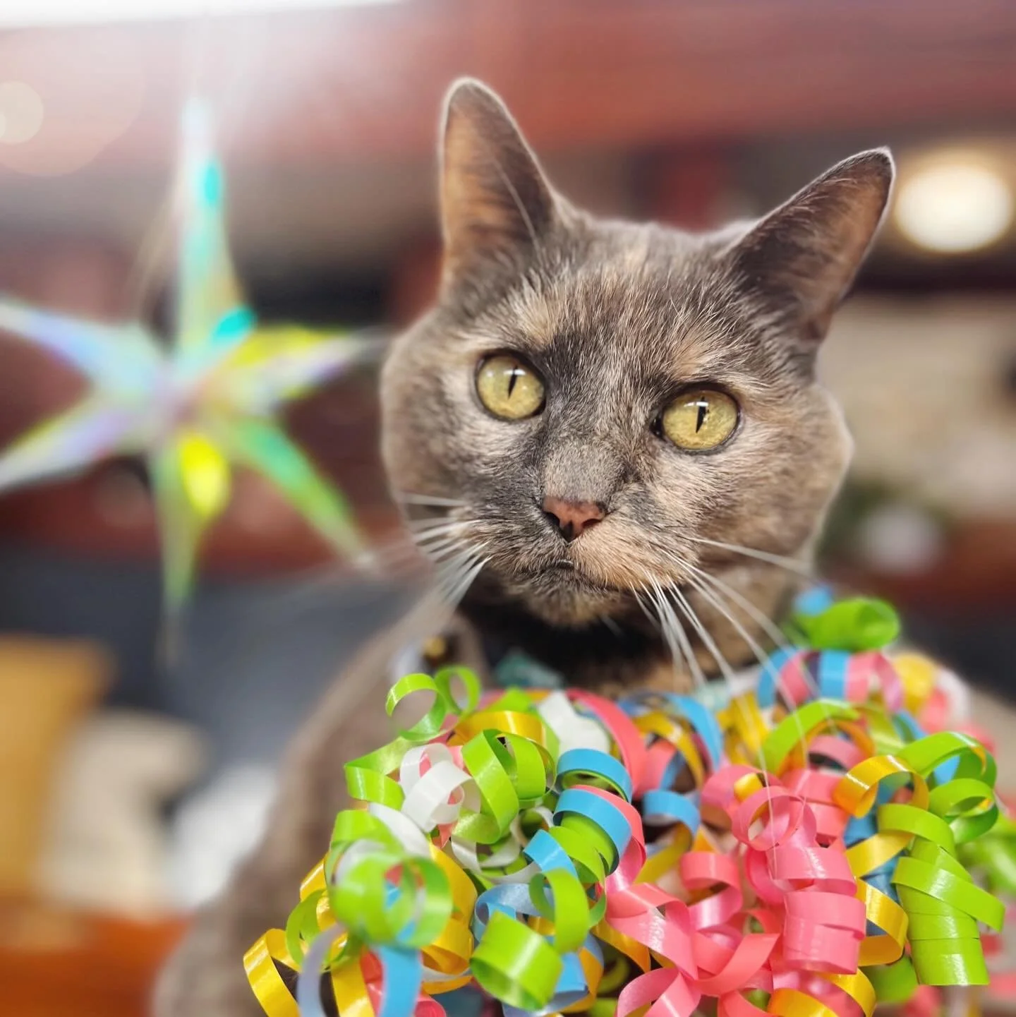 Sweet sixteen! 🍰🎈Happy Birthday, Tildy!

Once meek and mild, Miss Tild is aging with a new found confidence and lots of personality! 

In the past couple of years she has learned to talk back and voice her distaste for things like sneezing, being t