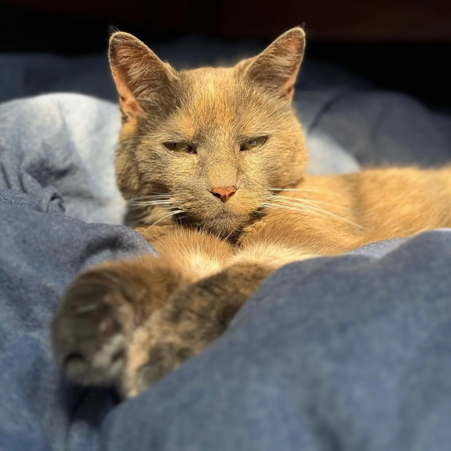 illuminated 🌞 #sunnygirl