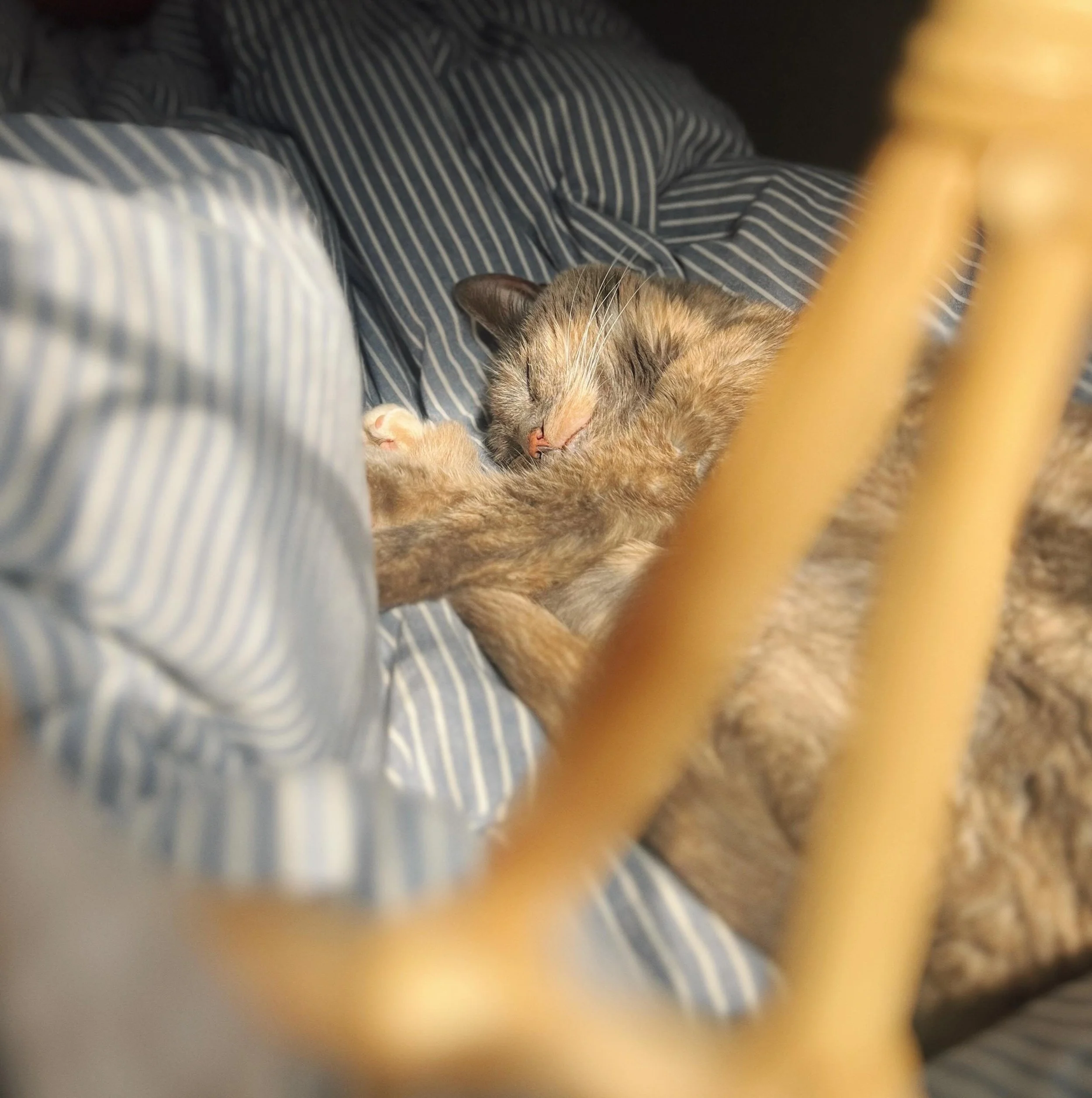 sunlit sleepyhead 🤫 #catnap