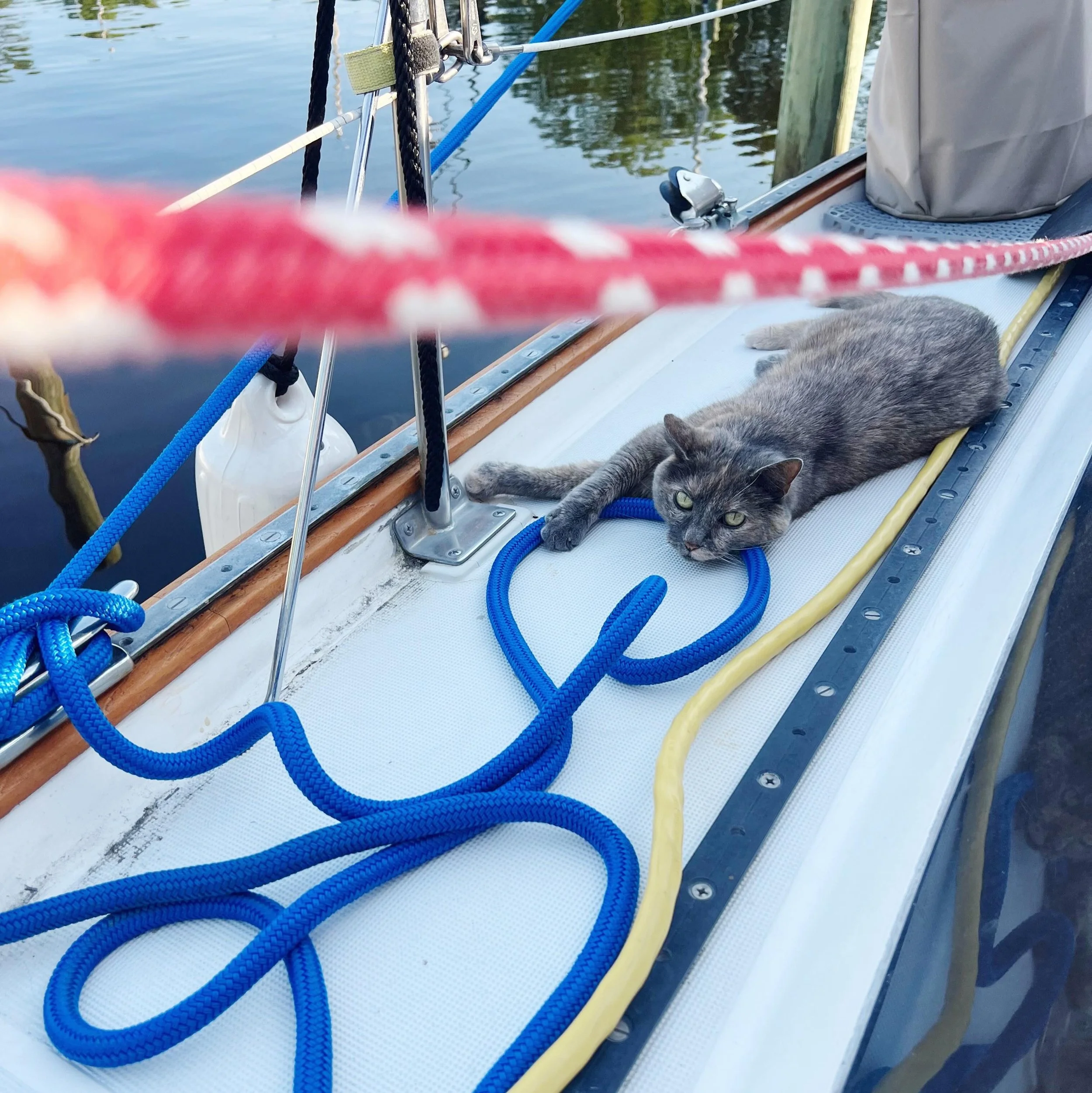 a roomy deck 😸 #primarycolors