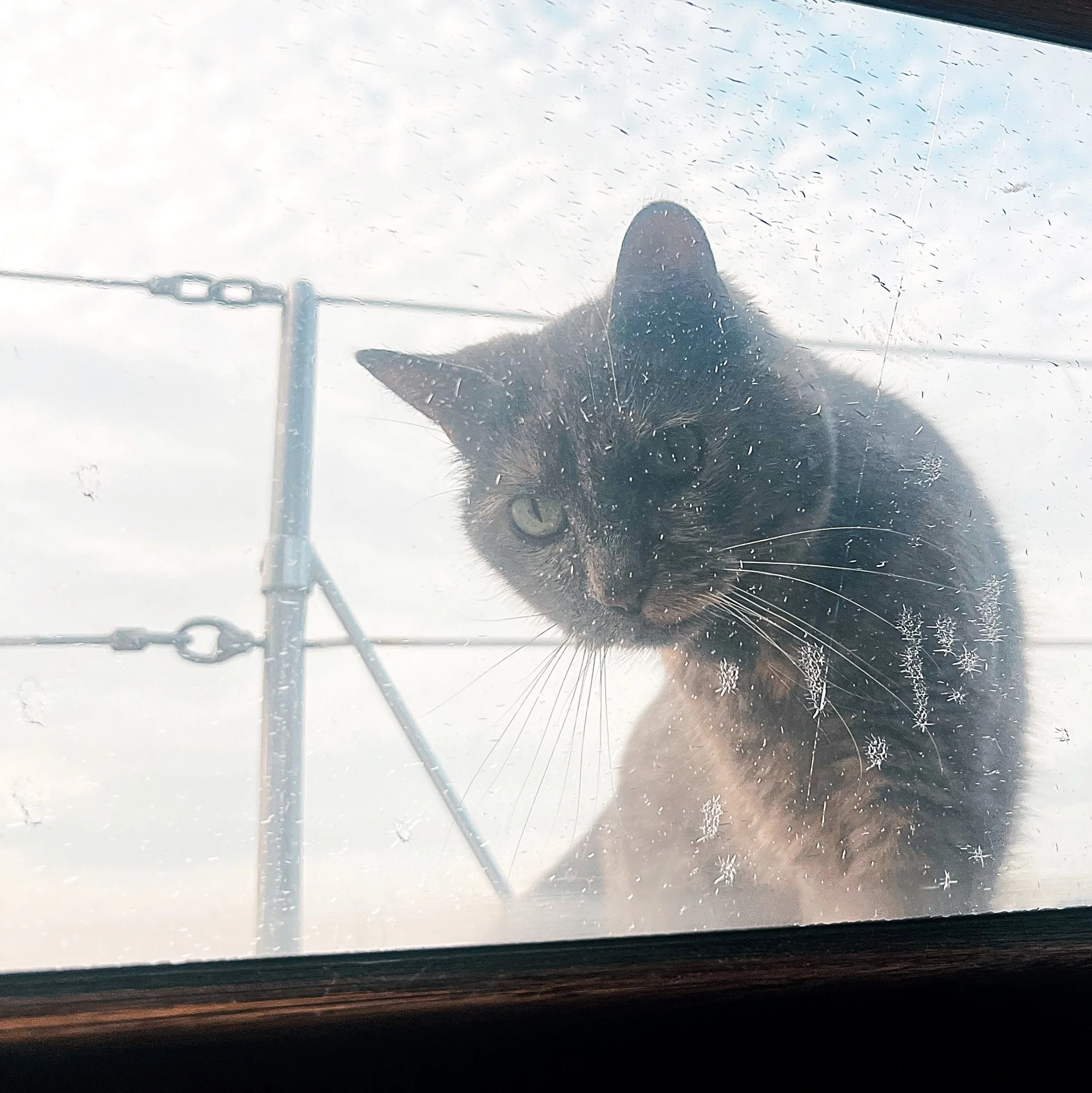 scurrying around on deck 👋 #playfulspirit