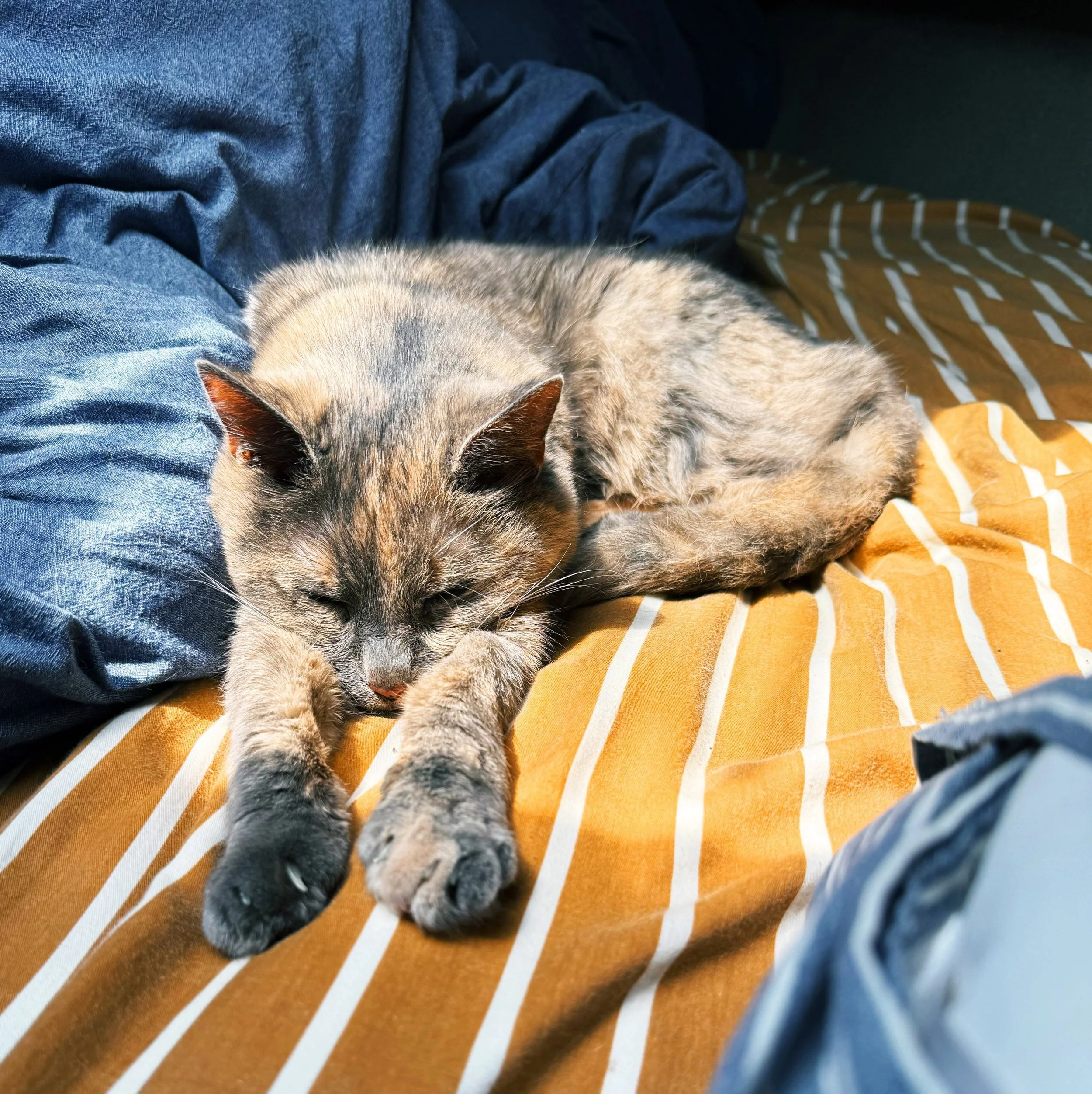 sunlit stripes ☀️ #supercomfy