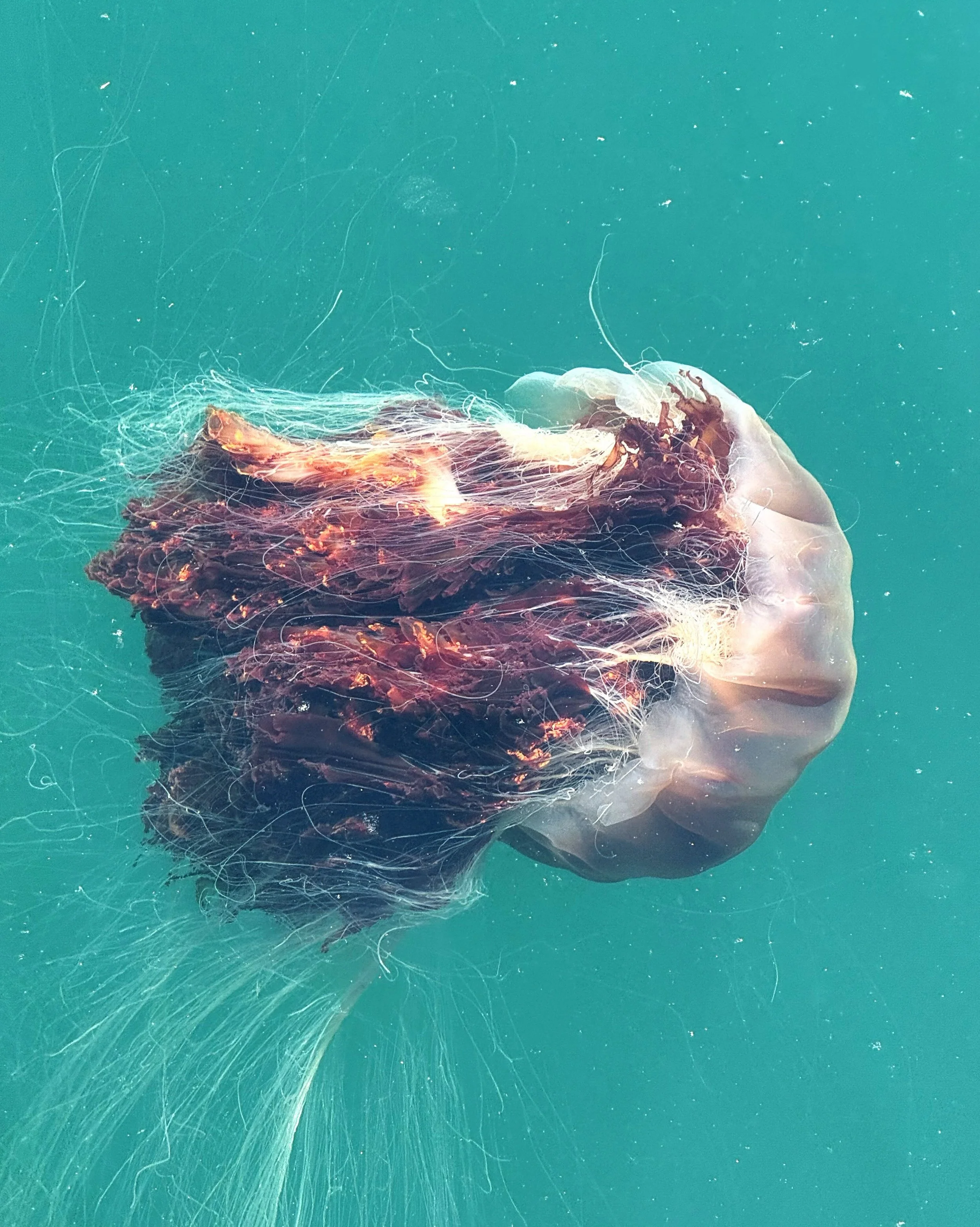 Day 62 &bull; Over morning lattes with the jellyfish, we discussed how what we&rsquo;re really pining for is another magical Canadian summer. We had confirmed that Maine was indeed beautiful and figured these rocks aren&rsquo;t going anywhere, so her