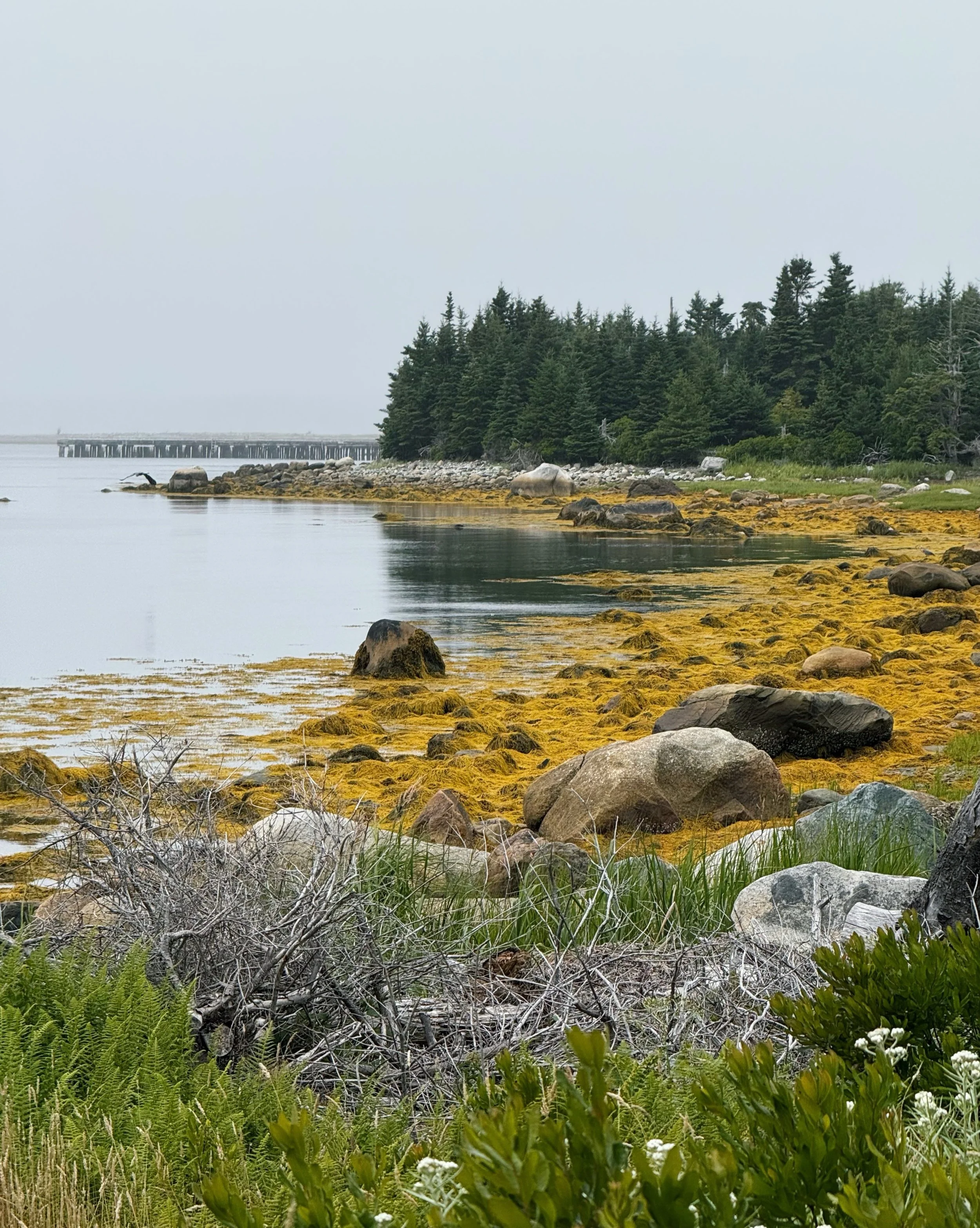 Day 67 &bull; Today we made lots of nature friends! We hiked around McNutts Island admiring all the moss, ferns and flowers. At the beach Evan met Clammy, a chatty little shell. Later we sailed up to Shelburne where we were greeted by a curious deer.