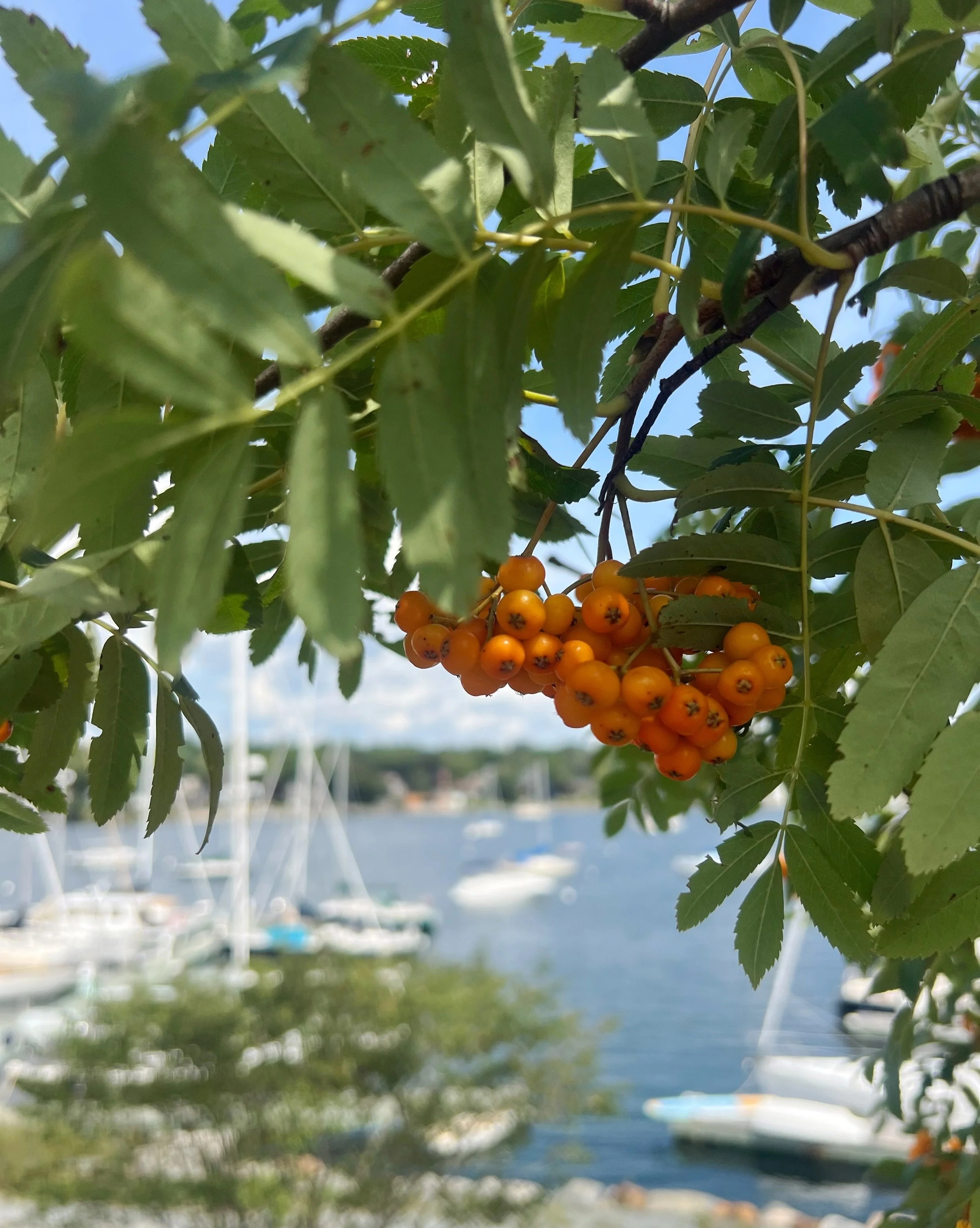 Day 90 &bull; Took a break from work to buy a boat load of showers for all on board. Followed them up with great views of the harbor up from the yacht club&rsquo;s Adirondack chairs. Our guests then requested fish n chips and to see Dartmouth. So bac
