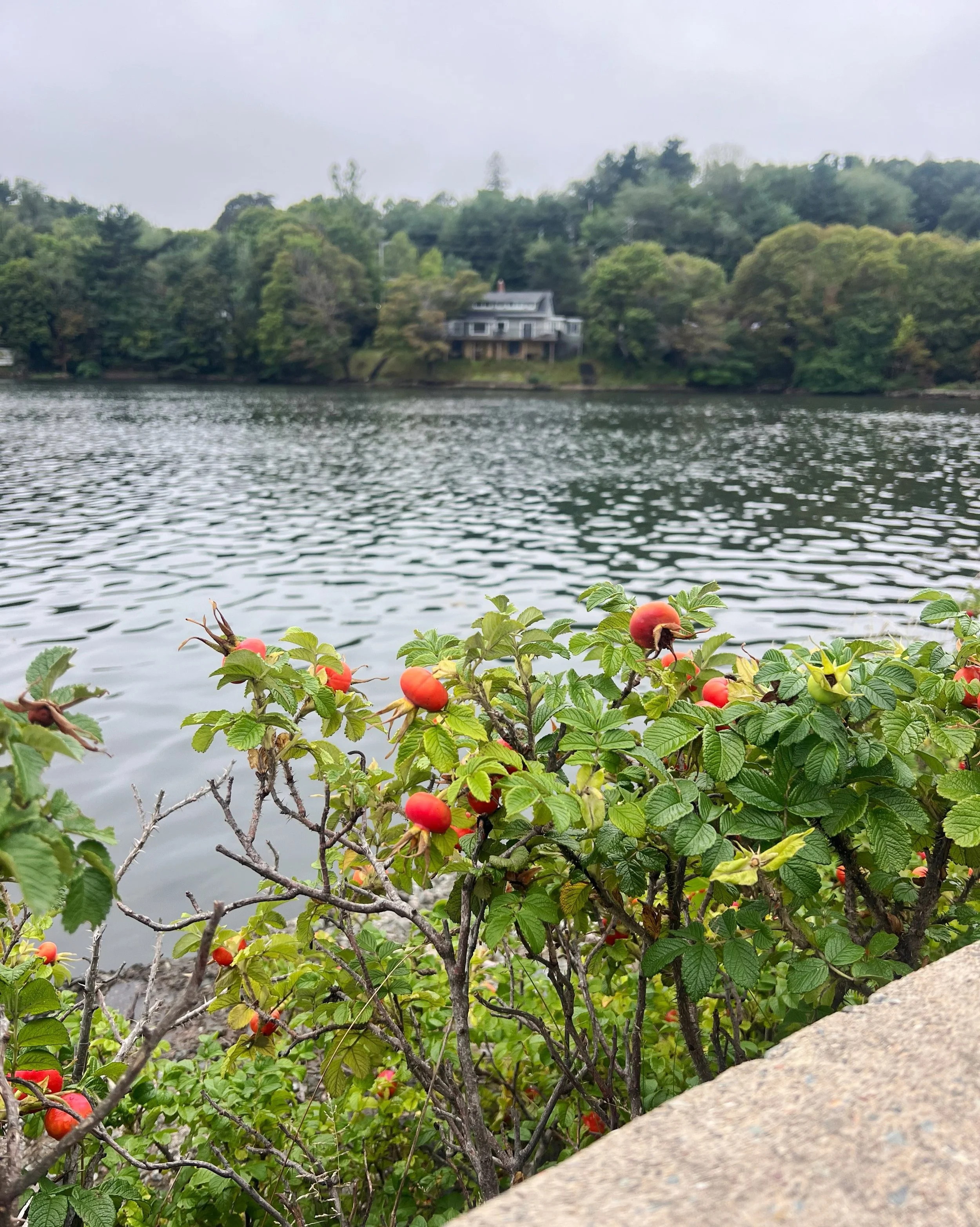 Day 92 &bull; Traditional weekend muffins, a flea market, lunch at a diner. A slippery walk to the Asian market, a car crash in the roundabout, another evening indoors watching tv while it rains. 

Halifax, Nova Scotia | NE&amp;CM