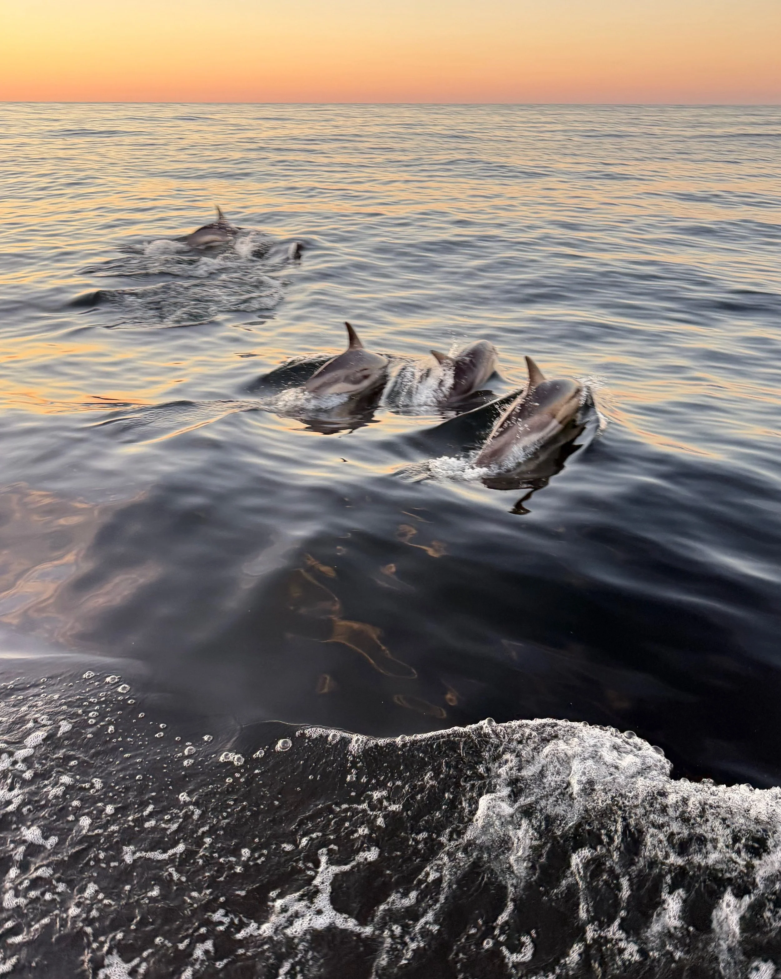 Day 116 &bull; We&rsquo;re now into our second overnight of this passage. Last night was rememberable for a couple of reasons. Mostly due to the incredible bioluminescence. Sometimes a large aura of light would appear and from the center a dolphin wo