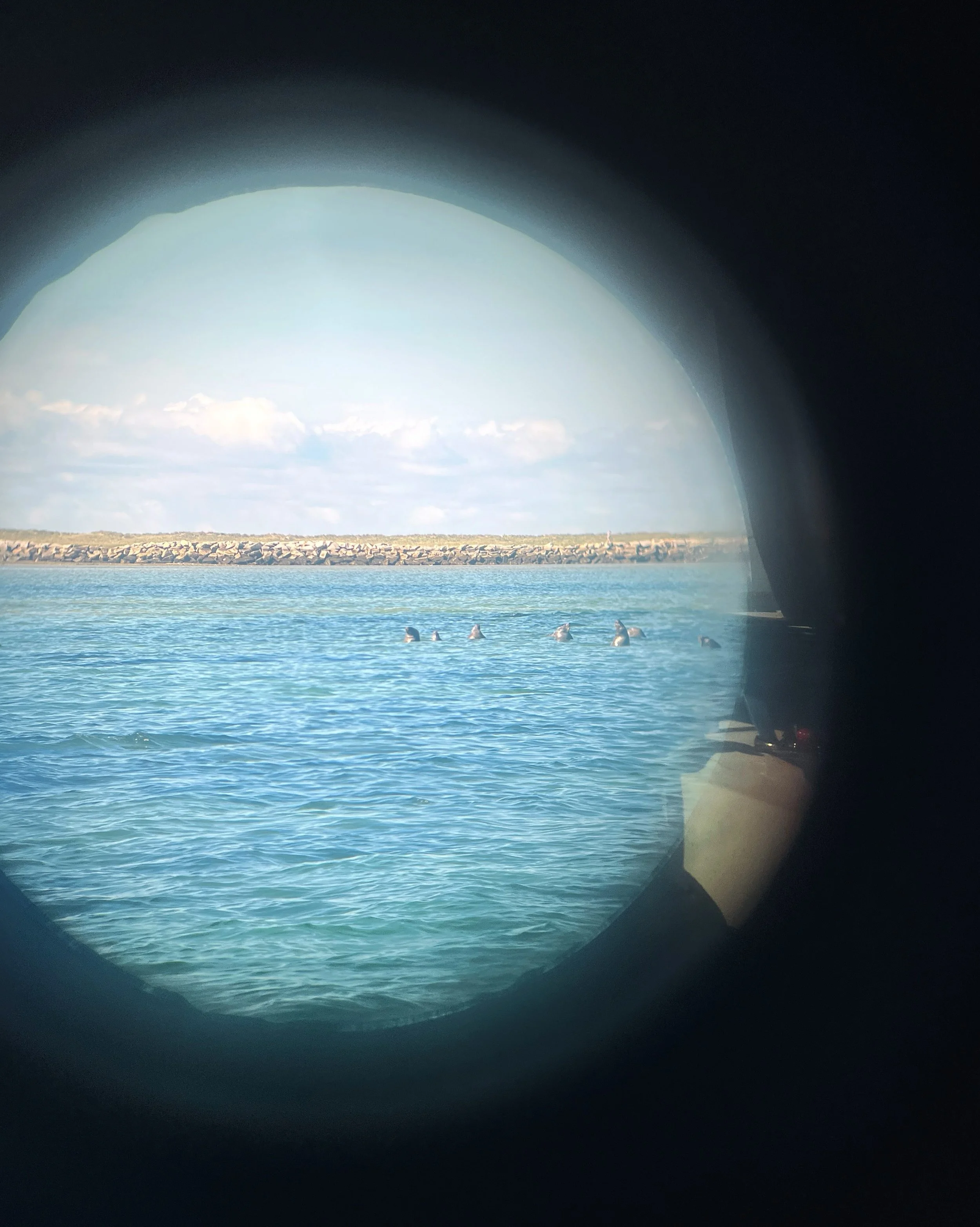 Day 118 &bull; Woke up and spotted 40+ seals all in a line making noise and flopping around. Times like this we really wish we had a telephoto lens. Super zoom with the iPhone and our shoot through the binoculars trick just isn&rsquo;t cutting it. 

