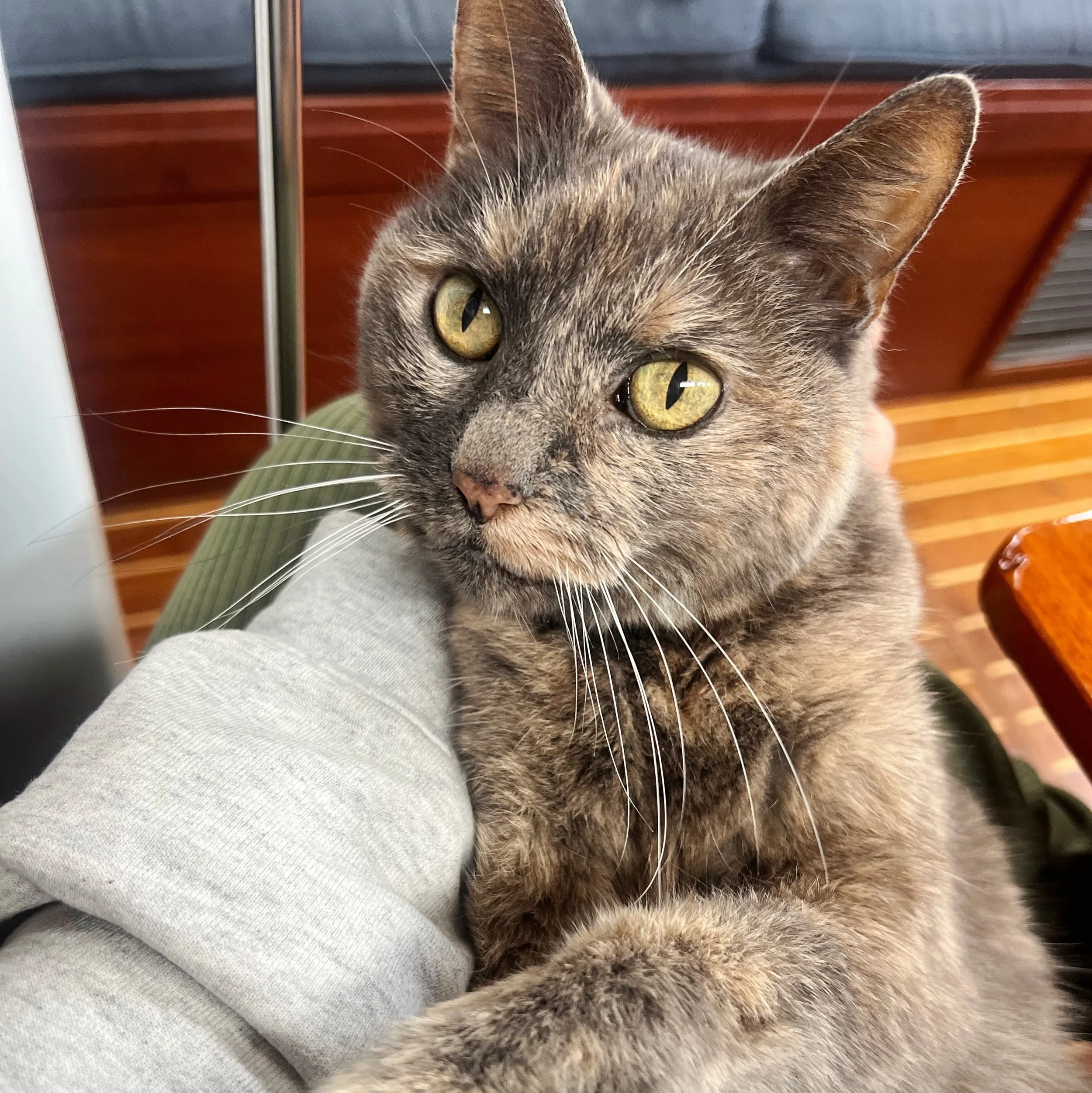 velcro kitty 🥹 #welcomehome