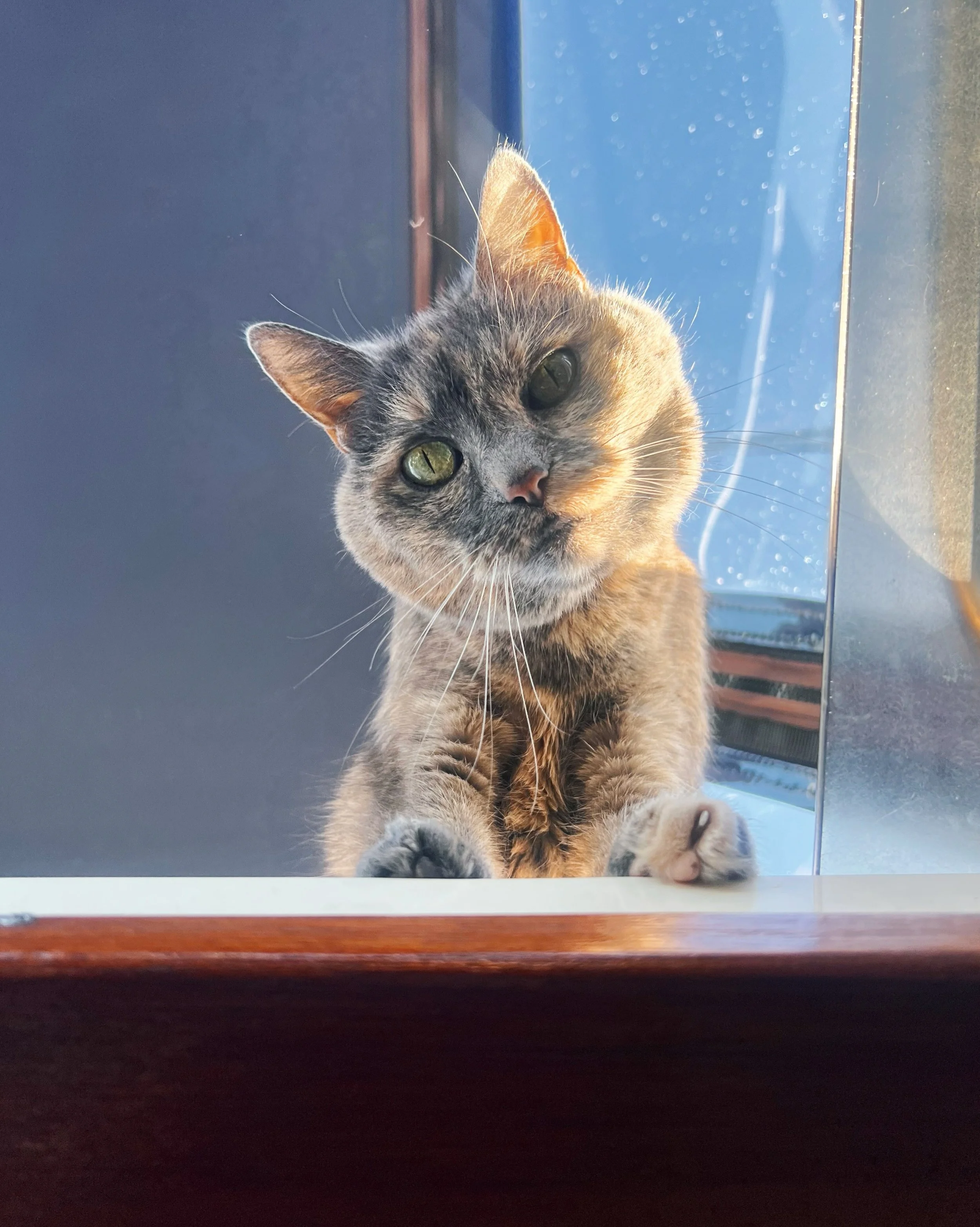 138 &bull; Shrimp, sunshine and shorts! So happy for the return of creature cracklings through the hull and a warm breeze. Today we caught up on work and rest. Everyone, especially Tildy, took some time to soak up the sun. 

Portsmouth, Virgina | NE&