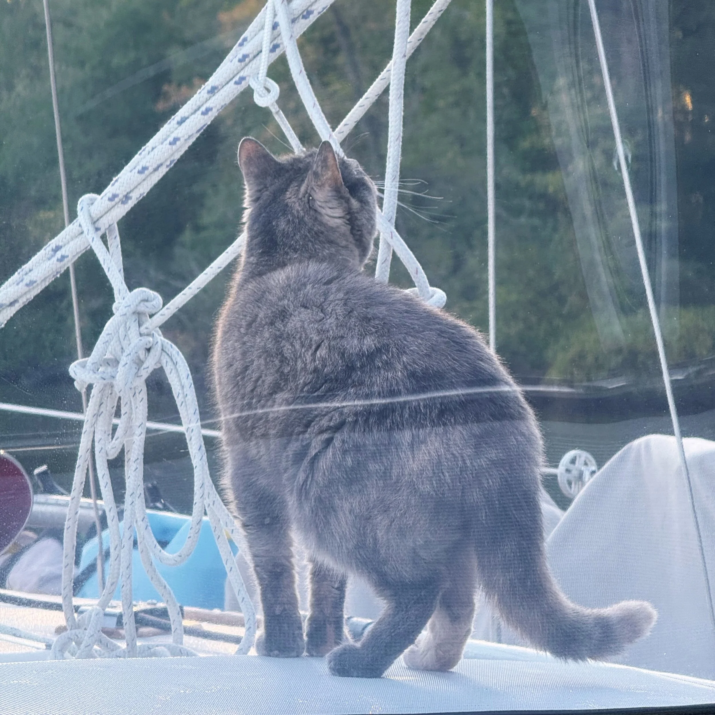 captain of the canal ⛵️#migratorycats