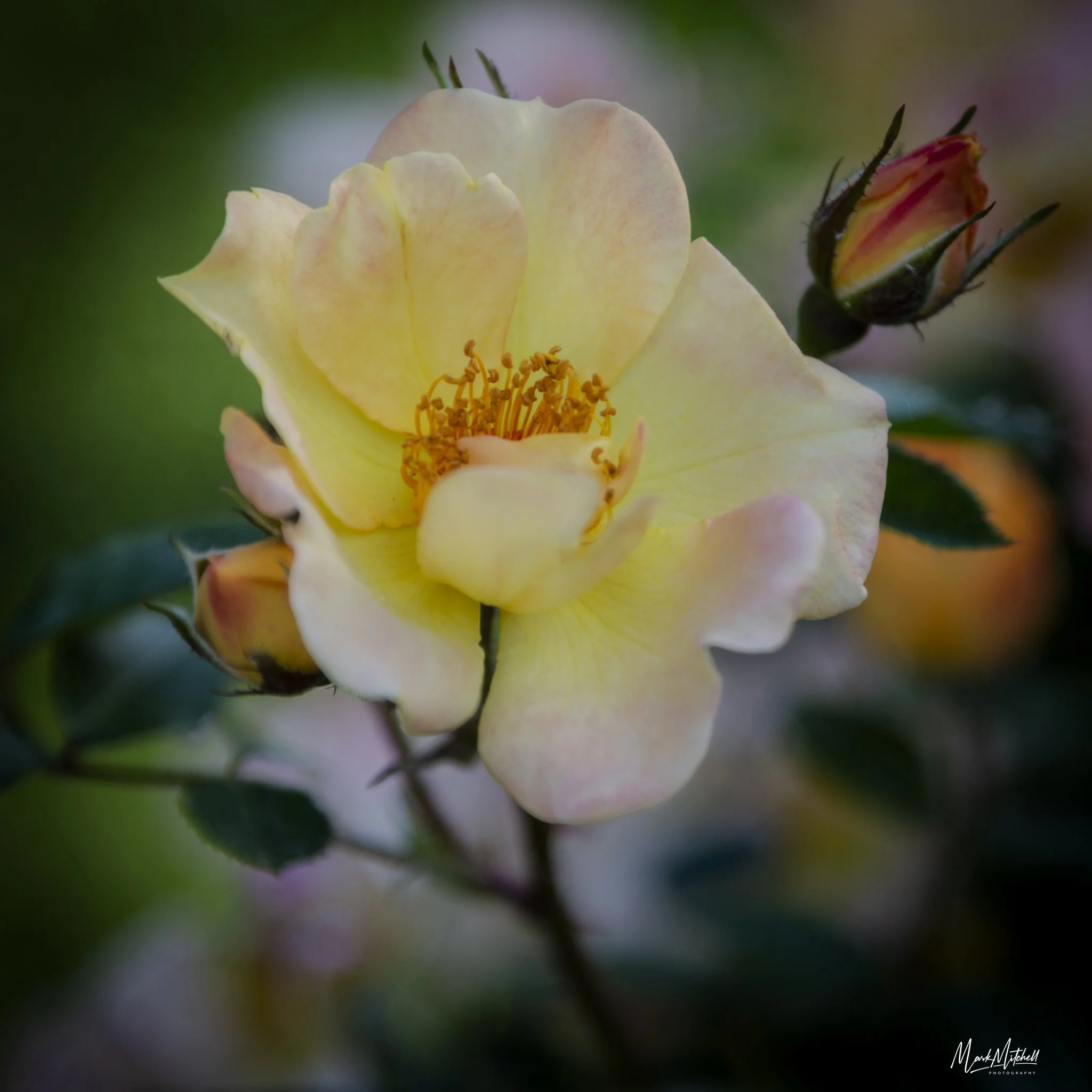 Harison's Yellow Rose - Twin Falls, Idaho