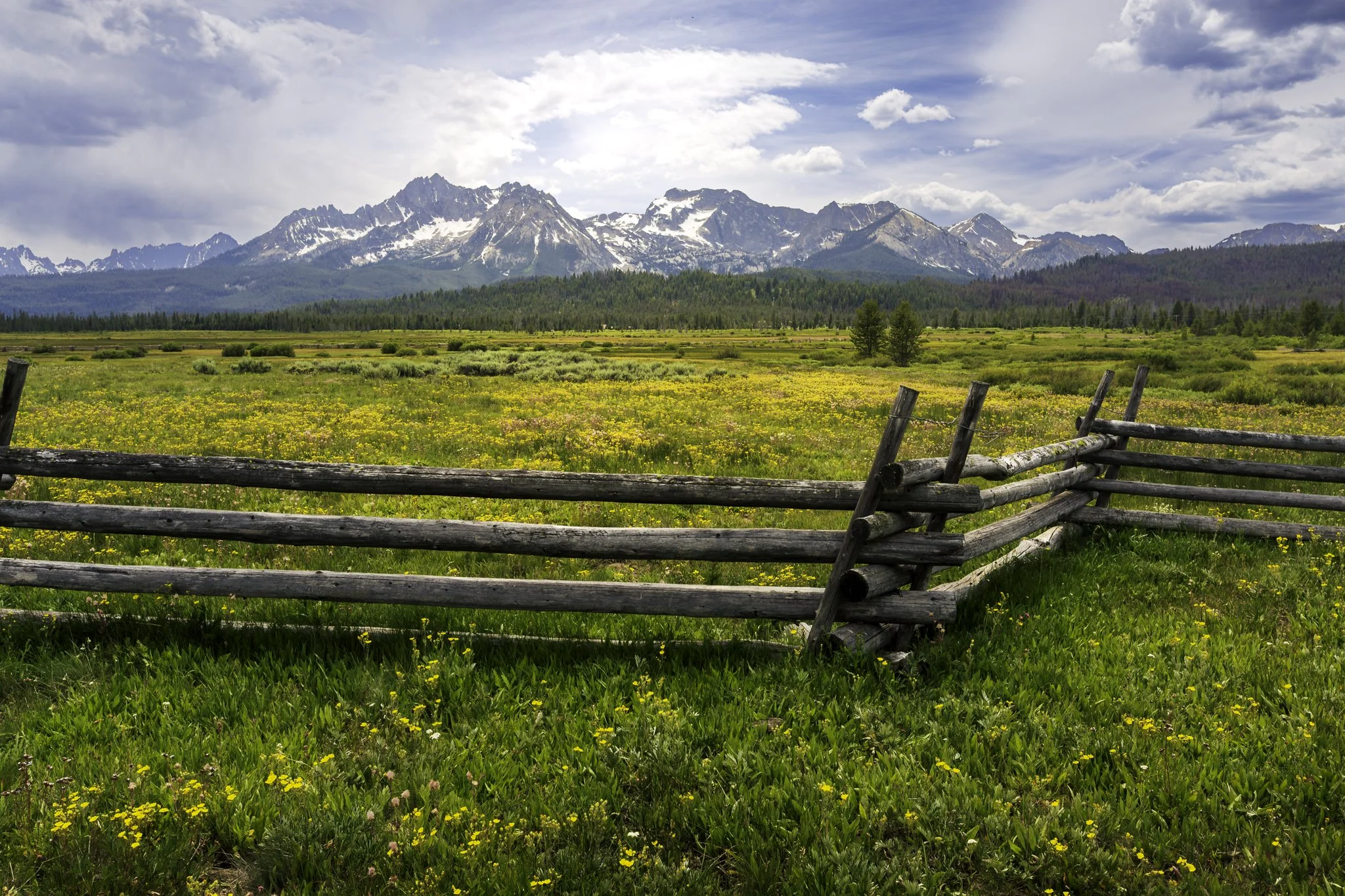 Yellow wildflowers blanket the valley floor along an iconic fence line outside of Stanley