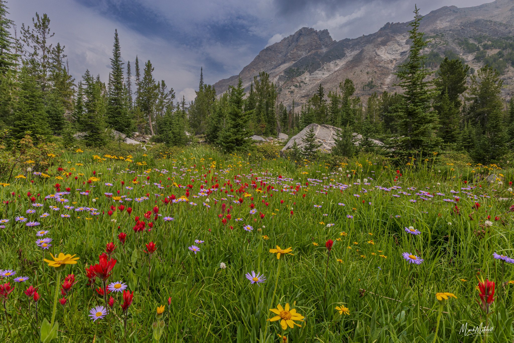 Wildflower Meadow near Kane Lake
