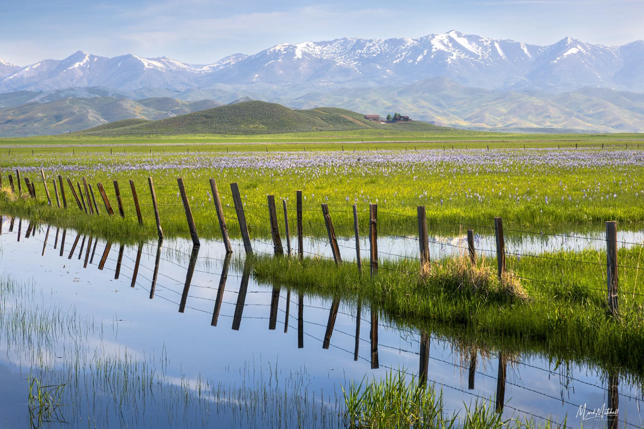 Camas Lily Bloom | Centennial Marsh, Hill City, Idaho