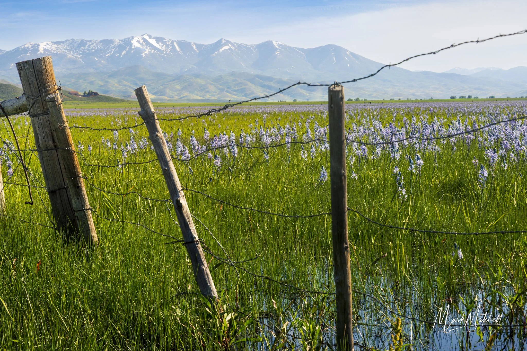 Camas Lilies at Centennial Marsh | Southern Idaho Landscape Fine Art Print