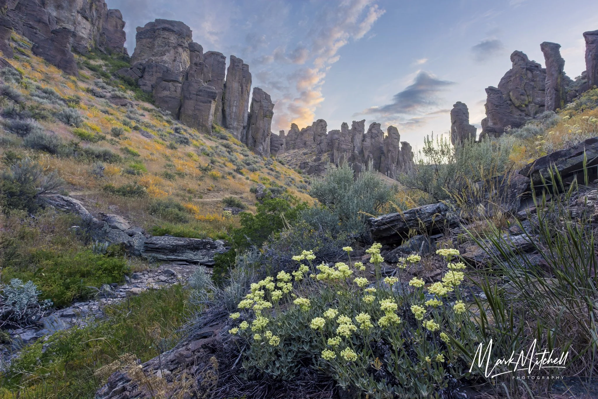 Wildflowers at Little City of Rocks