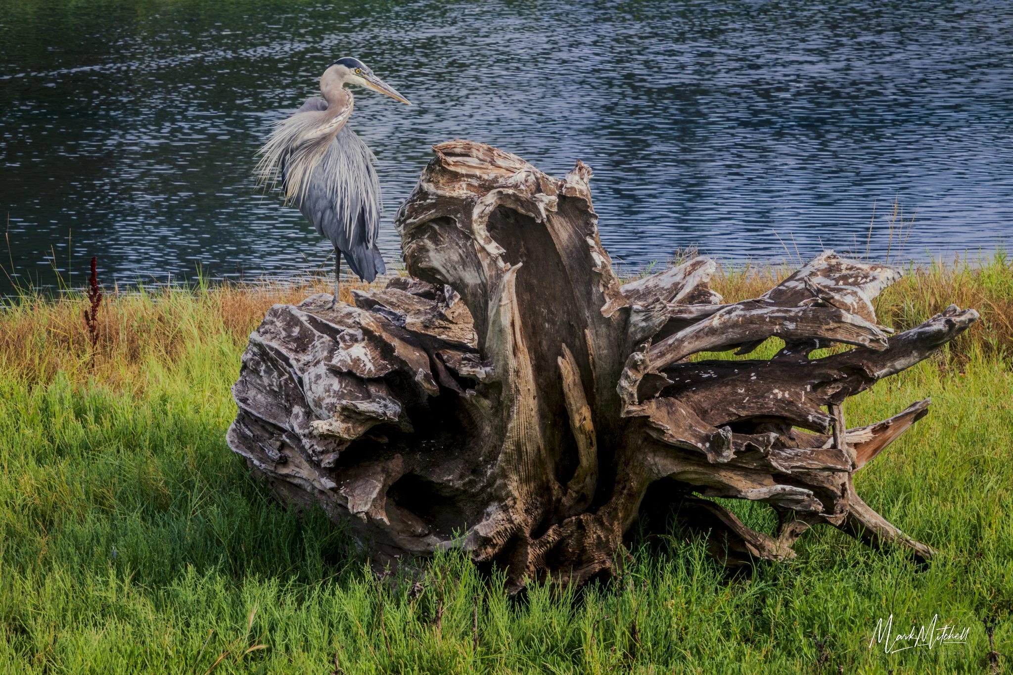 Blue Heron