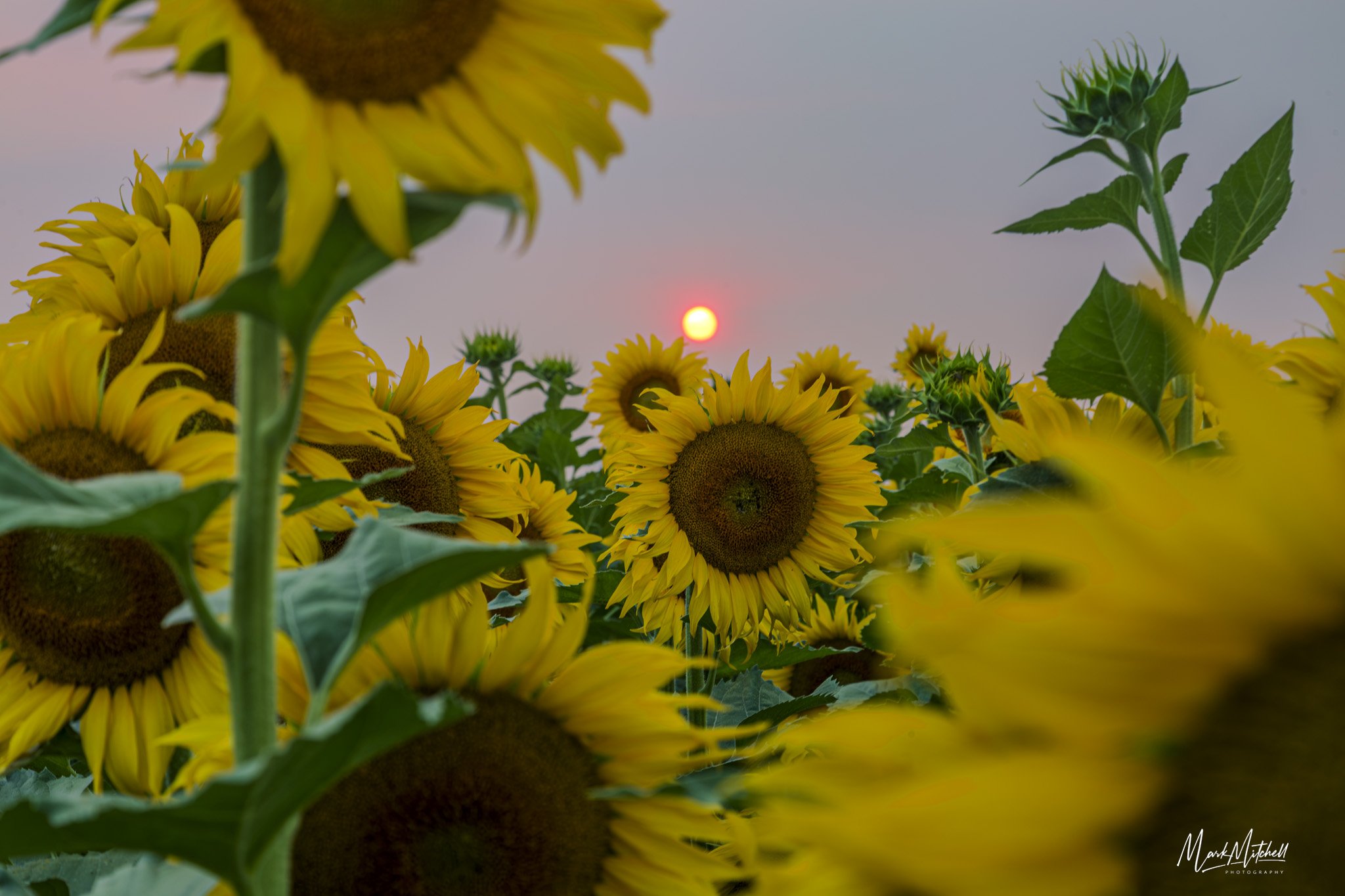 Sunflowers at Sunset.jpg
