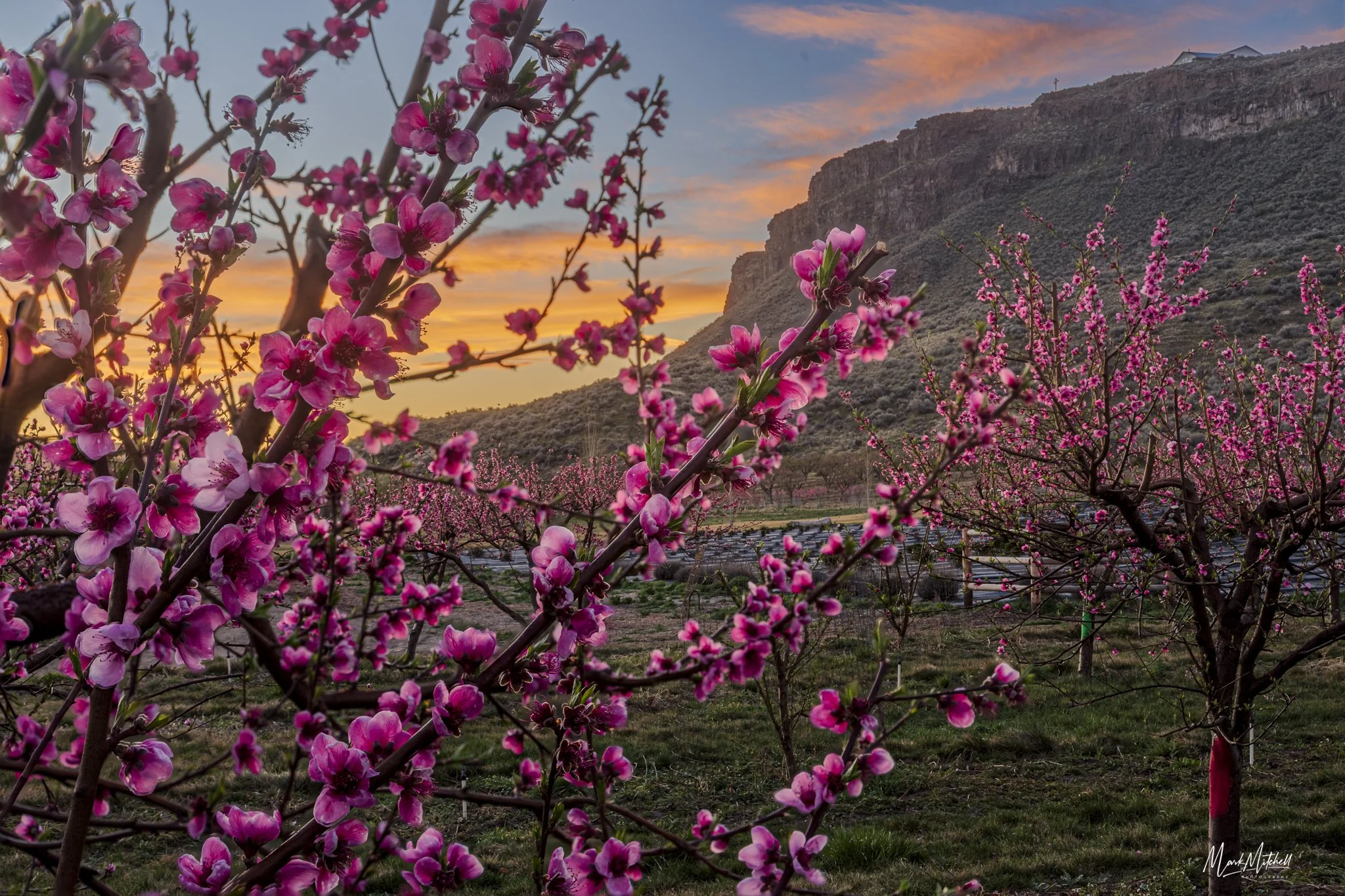 Peach Blossoms in the Snake River Canyon | Hagerman, Idaho