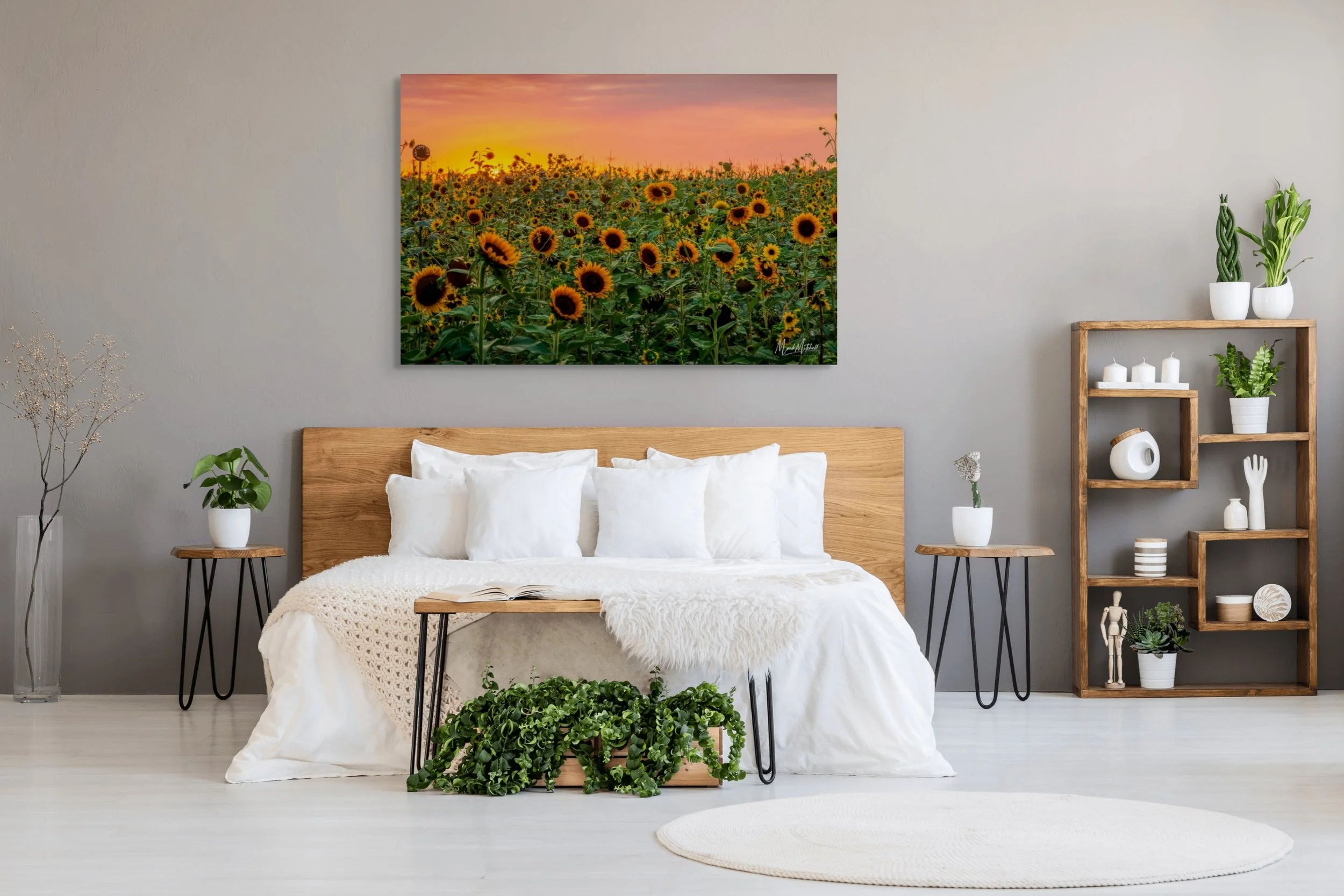 sunflower sunset-full (3).jpg