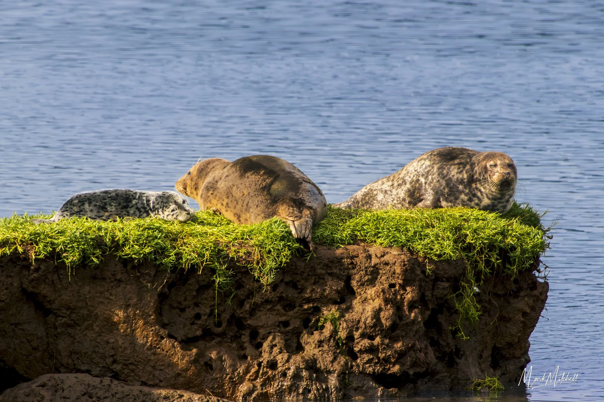 Harbor Seal Family Sunbathing