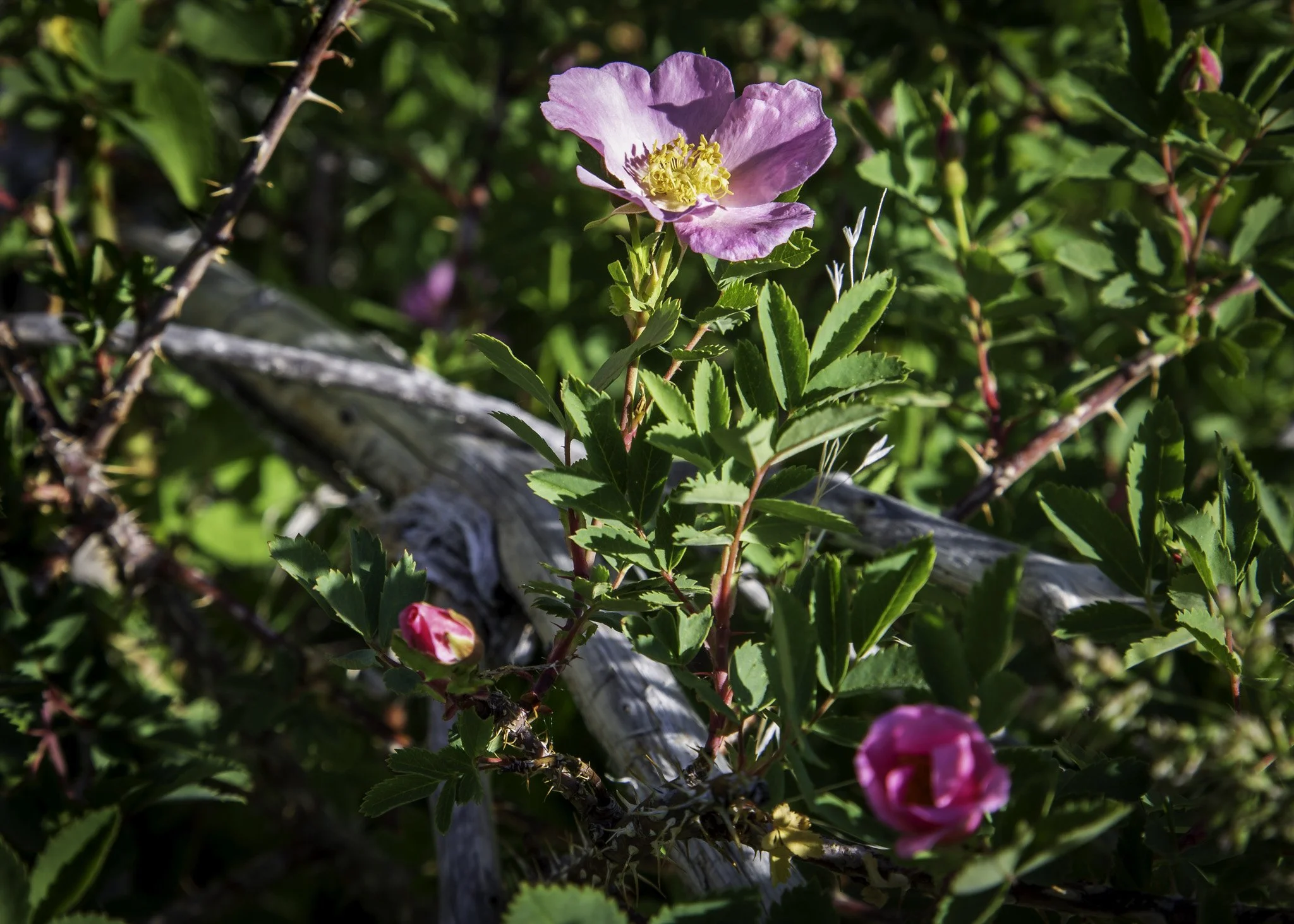 Woods Rose | Southern Idaho Landscape Fine Art Print