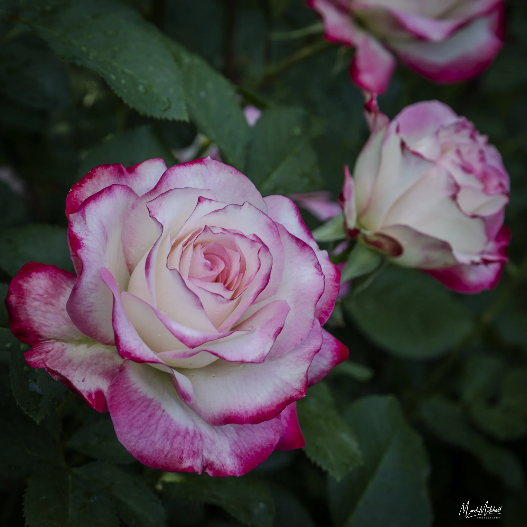 Magenta Tinted Rose - Twin Falls, Idaho