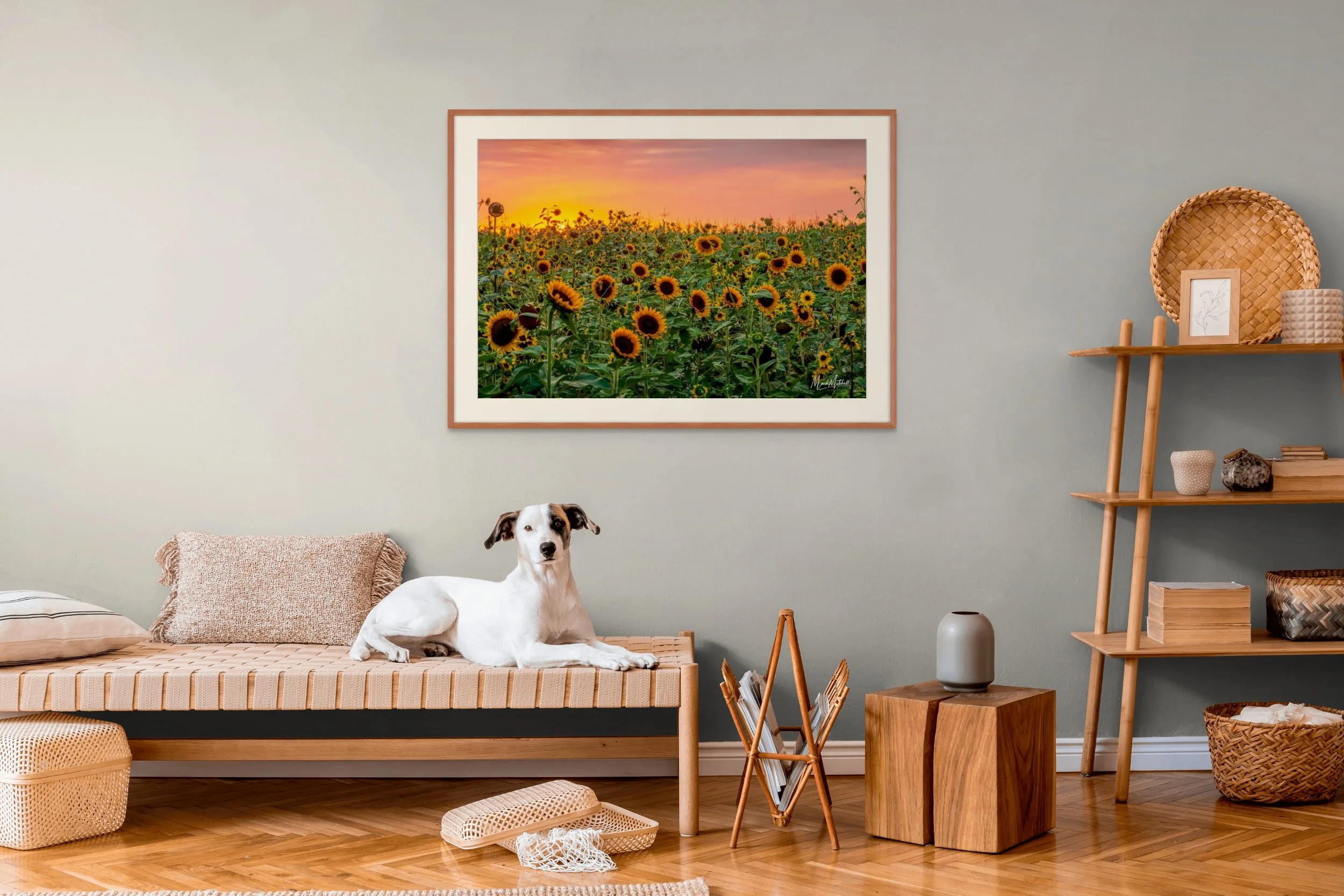 sunflower sunset-full (1).jpg