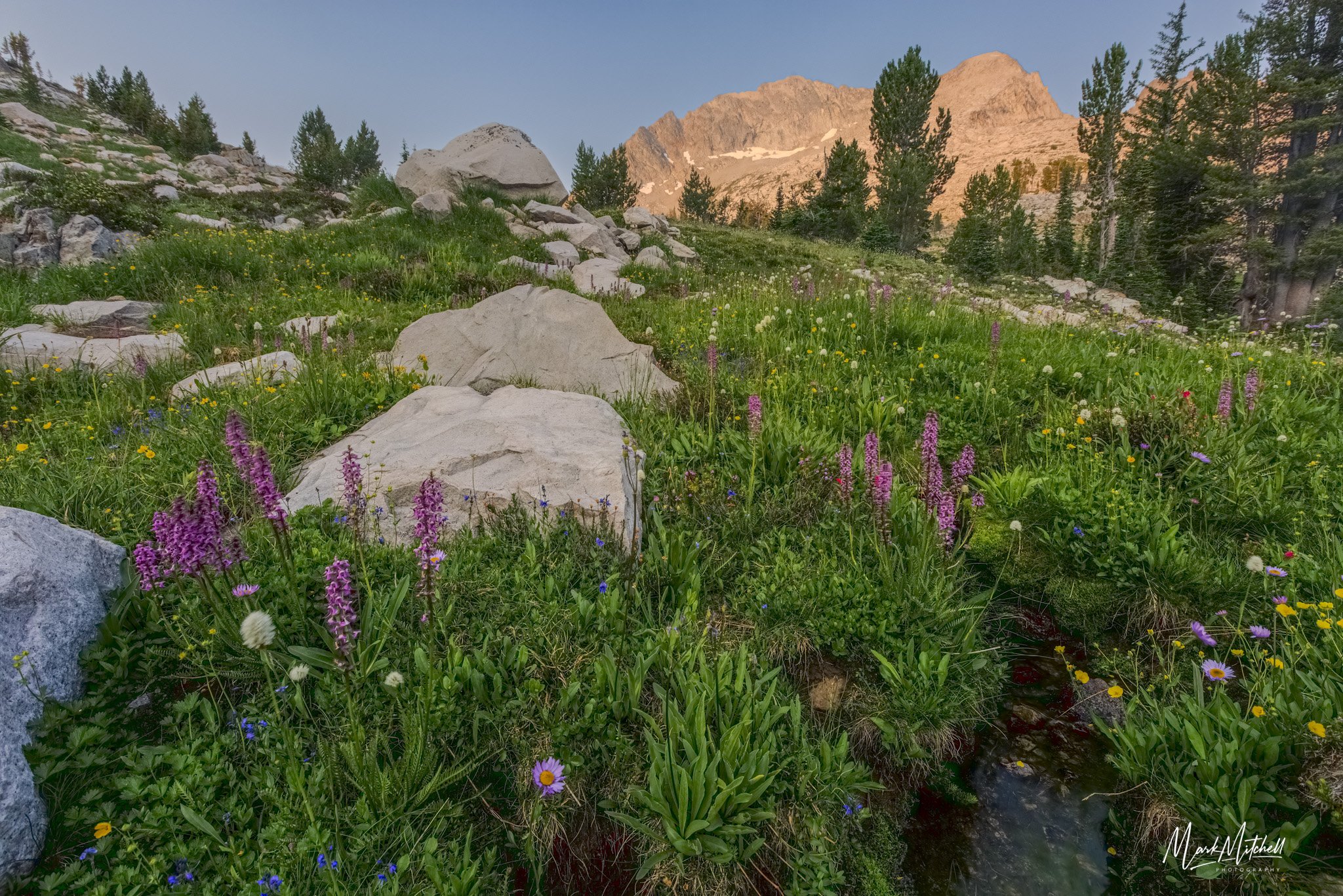Wildflowers beneath Snowyside Peak
